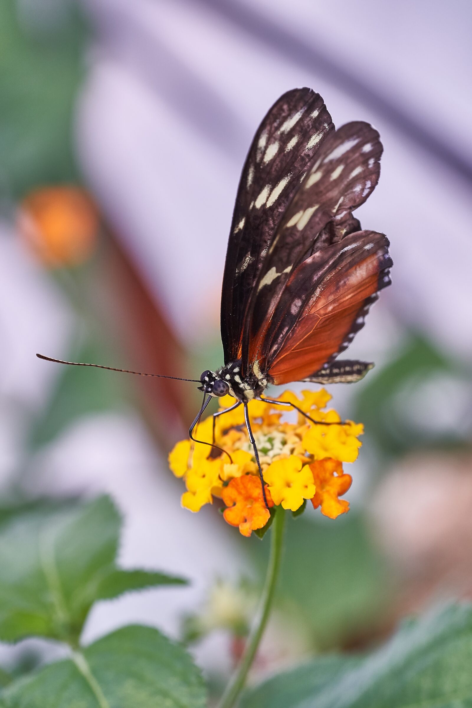 Sony a9 + Sony FE 90mm F2.8 Macro G OSS sample photo. Butterfly, nature, insect photography