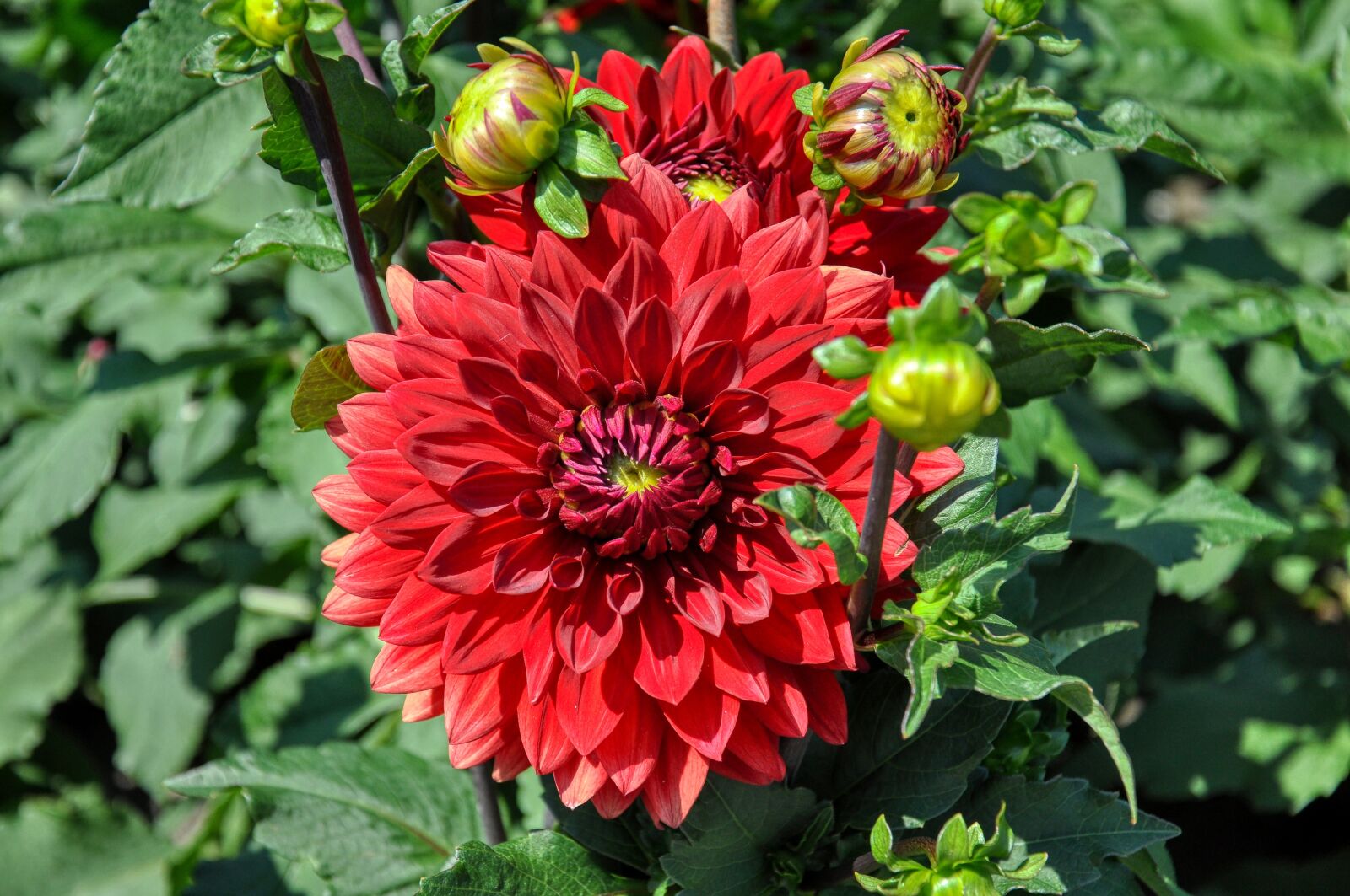 Nikon D5000 sample photo. Dahlias, bud, dahlia photography