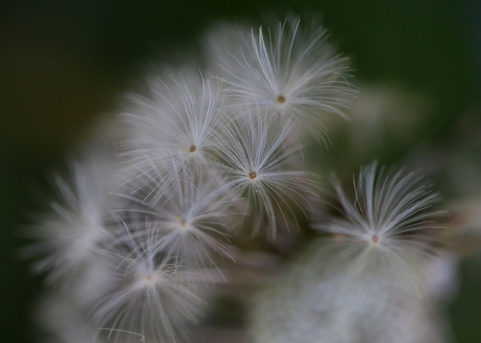 Canon EF-S 60mm F2.8 Macro USM sample photo. Dandelion, down, white photography