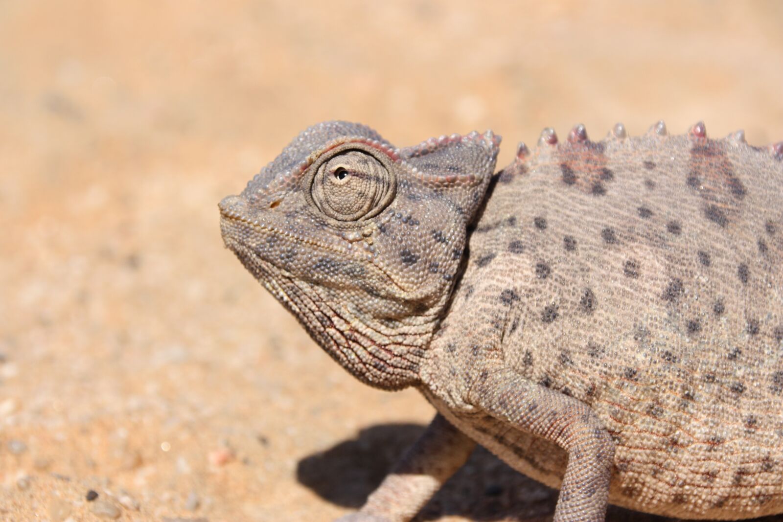 Canon EOS 450D (EOS Rebel XSi / EOS Kiss X2) sample photo. Namibia, africa, chameleon photography