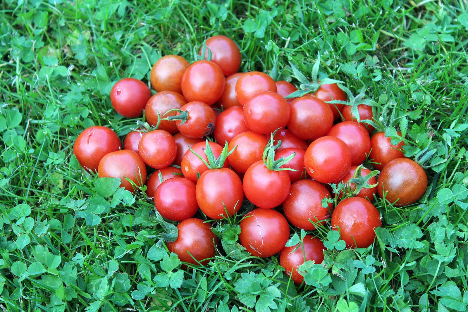 Canon EOS 1200D (EOS Rebel T5 / EOS Kiss X70 / EOS Hi) sample photo. Tomatoes, vegetables, nature photography
