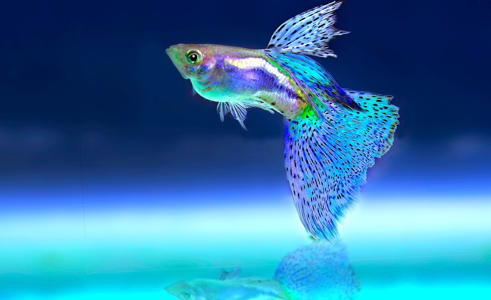 Nikon D800E sample photo. Fish, ornamental fish, aquarium photography