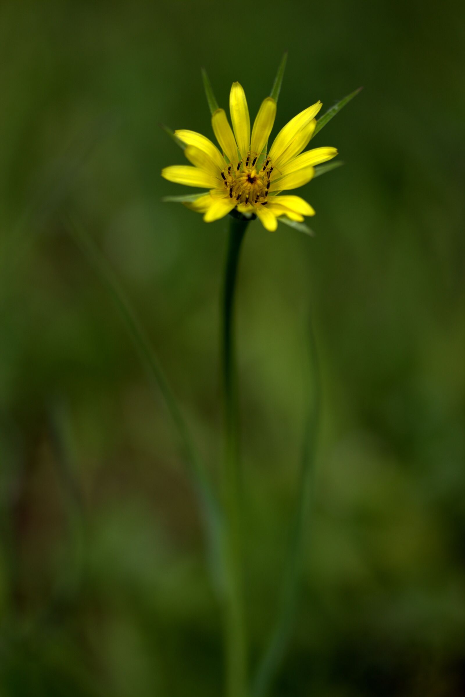 Canon EF-S 60mm F2.8 Macro USM sample photo. Flower, yellow wild, plant photography