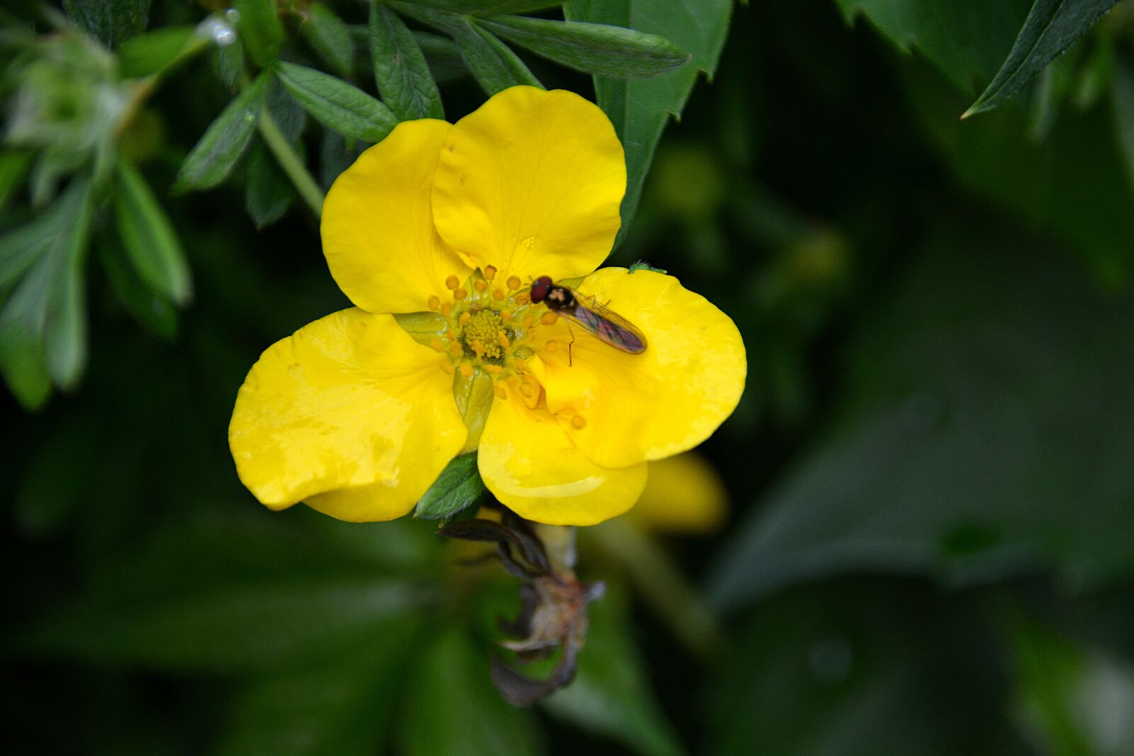 Nikon D5200 sample photo. Flower, insect, nature photography