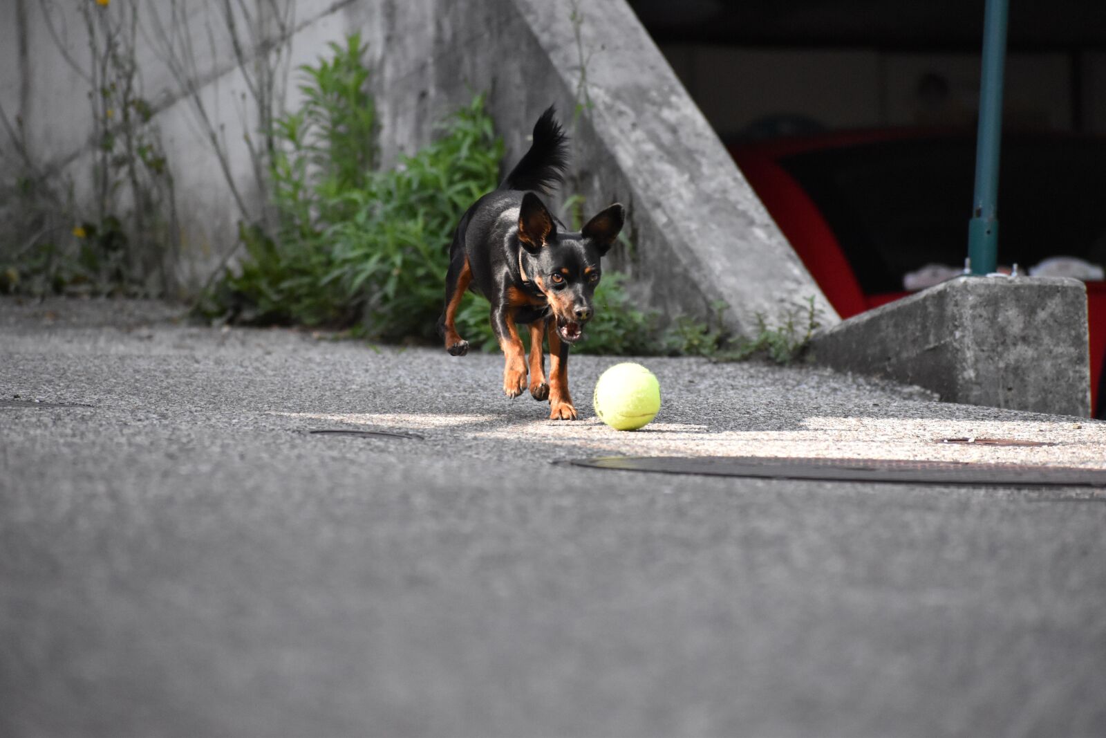 Nikon D5600 sample photo. Dog, playing, play photography