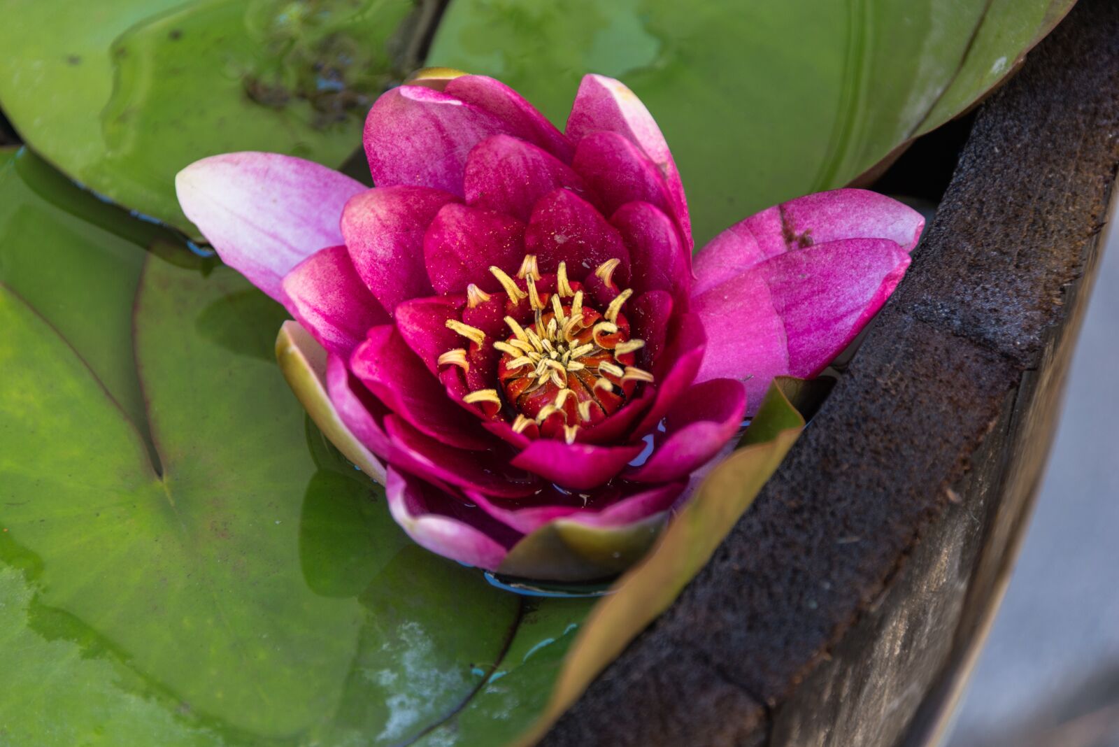 Nikon D610 sample photo. Flower, nature, petals photography