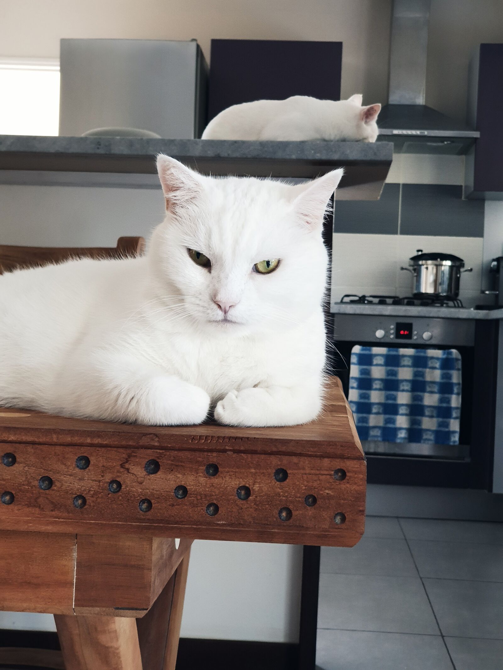 Samsung Galaxy Note9 sample photo. Cat, white, house photography