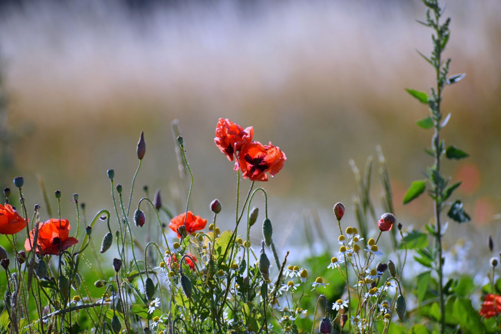 Nikon D5300 sample photo. Meadow, flowers, red photography