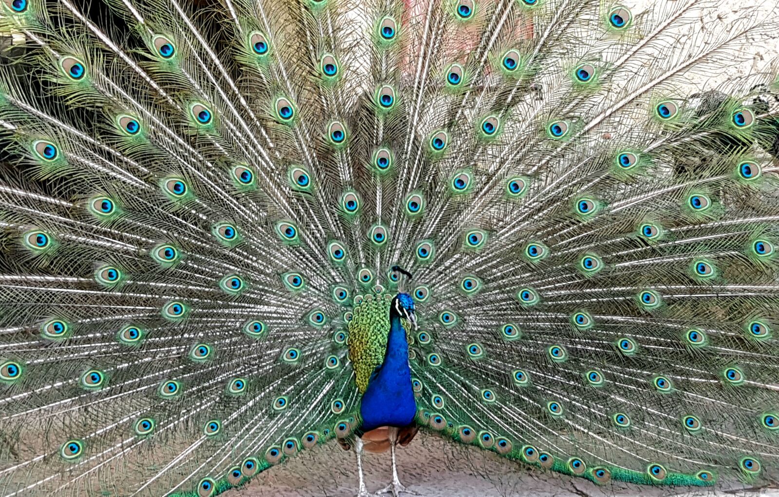 Samsung Galaxy S7 sample photo. Peacock, bird, animal photography