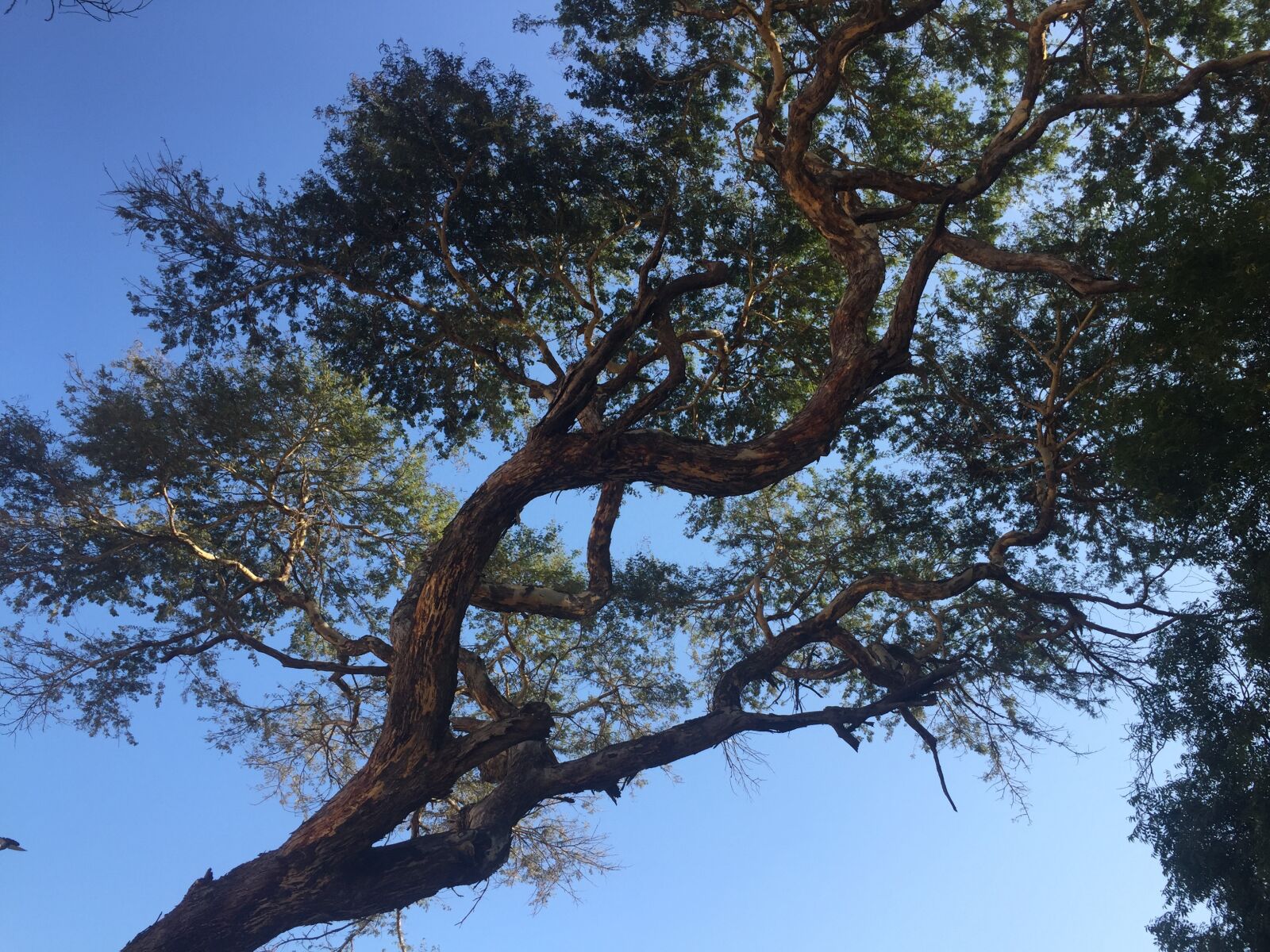 Apple iPhone 6 sample photo. Tree, summer, natural photography