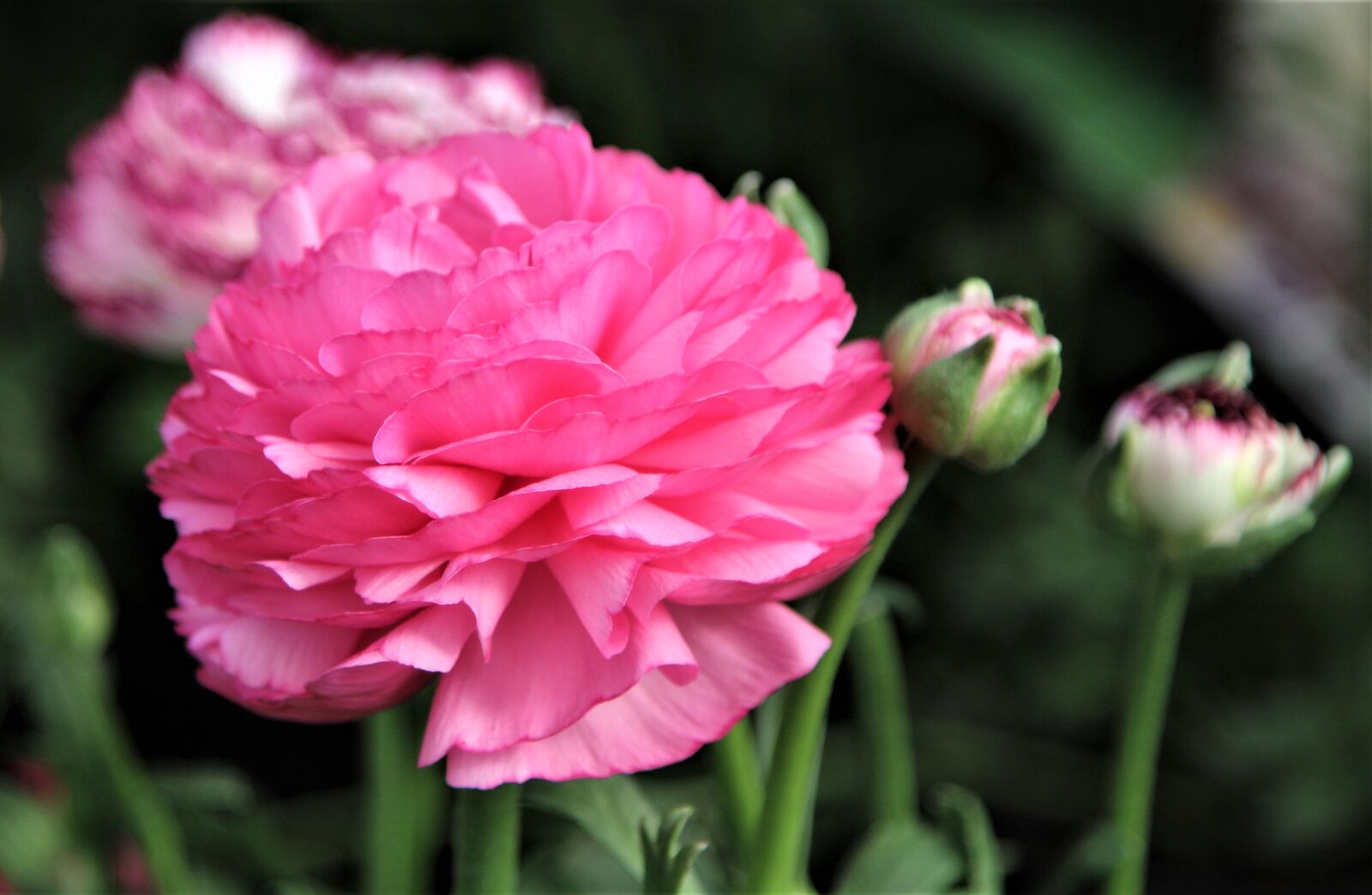 Canon EOS 1300D (EOS Rebel T6 / EOS Kiss X80) sample photo. Flower, nature, flora photography