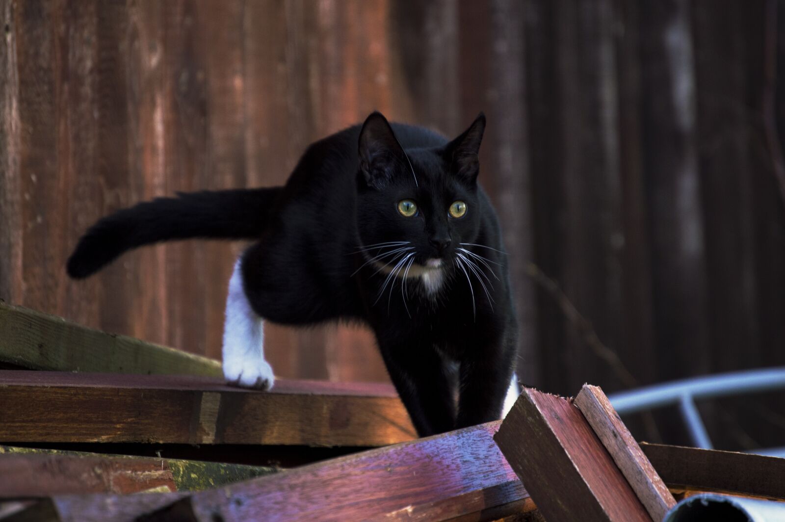 Nikon D3200 sample photo. Cat, portrait, animals photography
