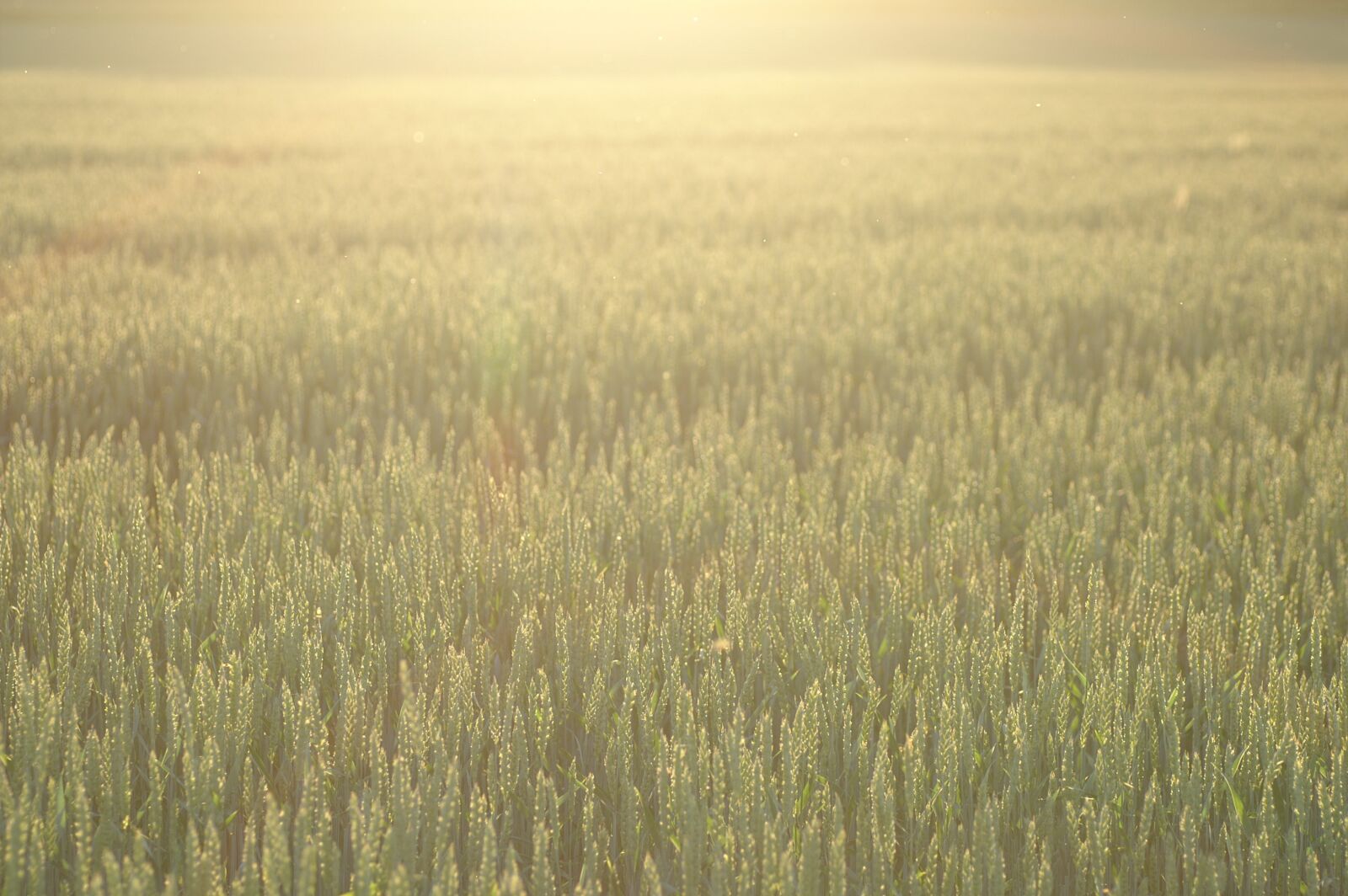 KONICA MINOLTA DYNAX 7D sample photo. Field, landscape, sunny photography