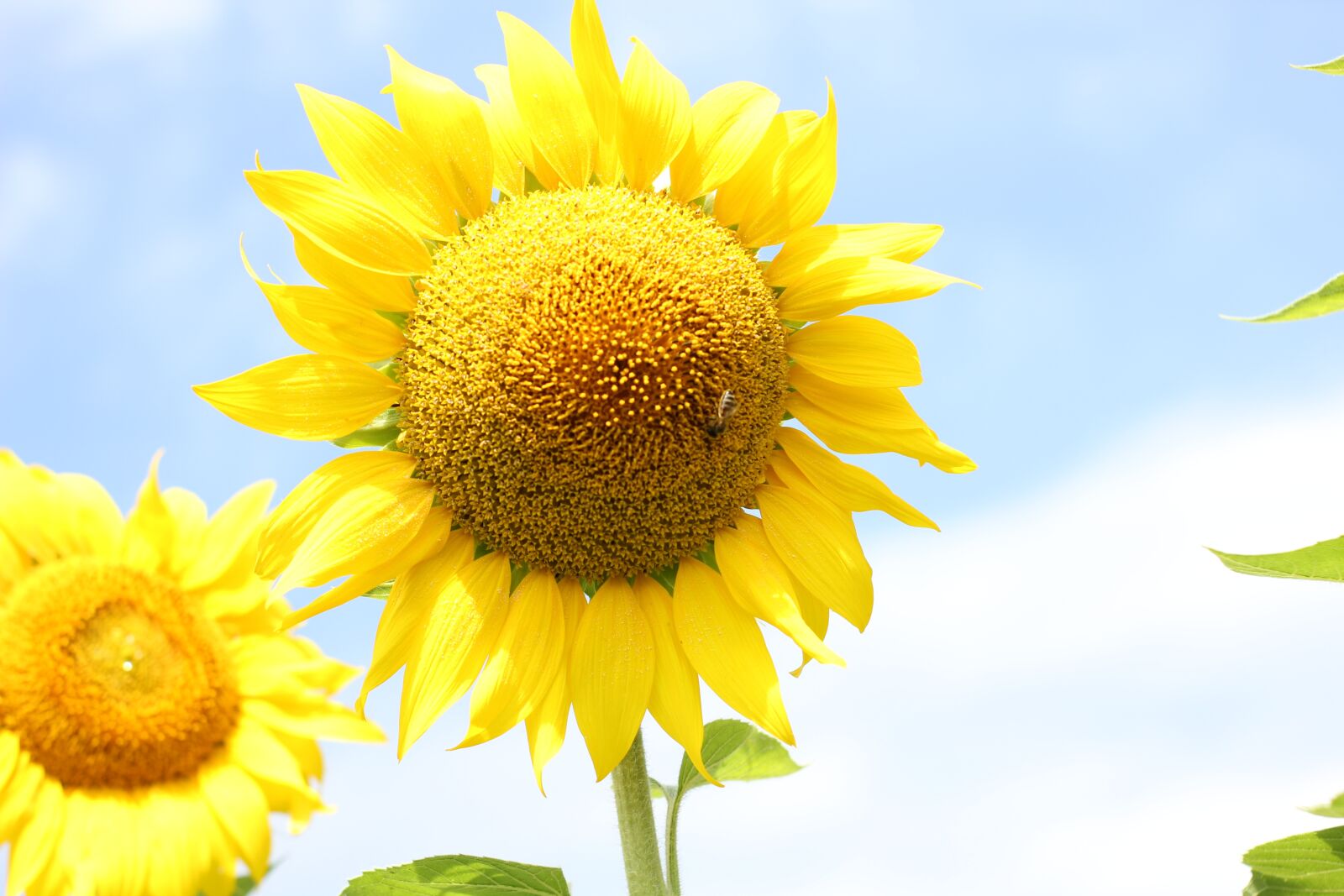 Canon EOS 550D (EOS Rebel T2i / EOS Kiss X4) sample photo. Sunflower, flower, bloom photography
