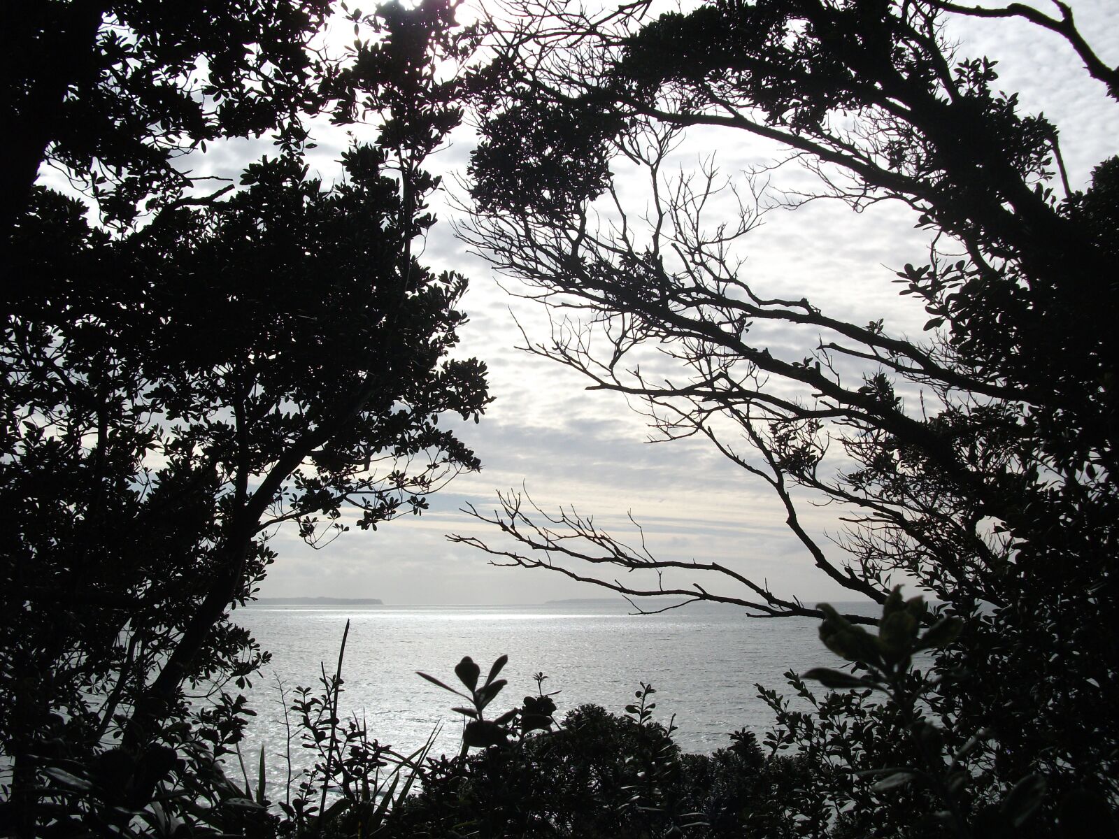 Fujifilm FinePix J40 sample photo. Trees, ocean, sea photography