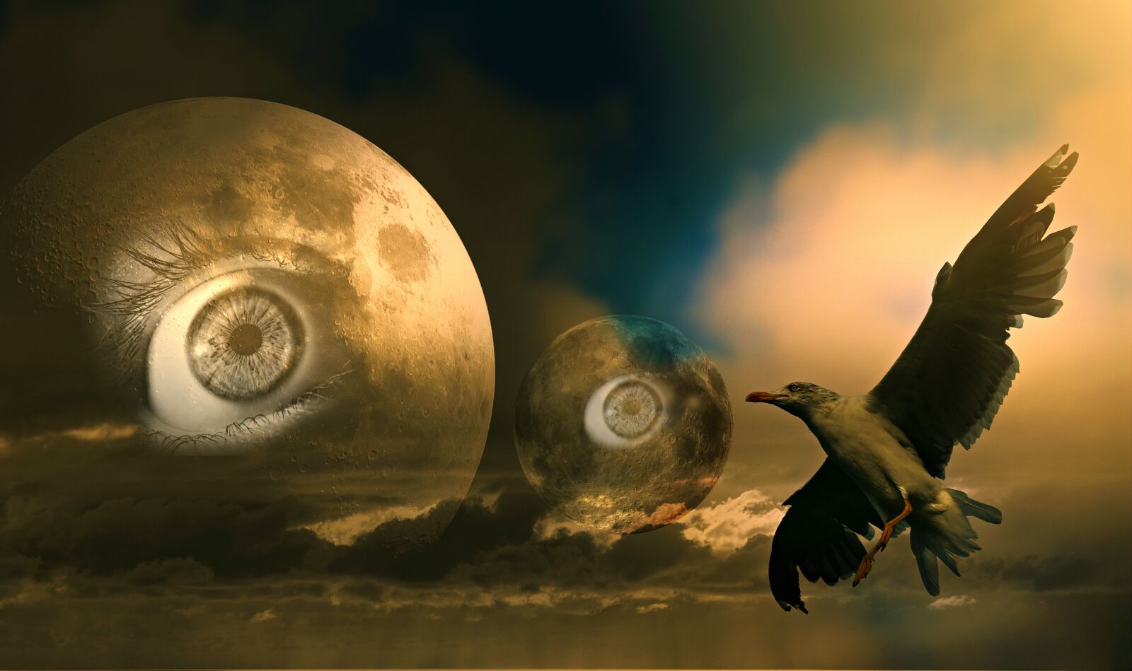 Nikon D750 sample photo. Moon, eye, bird photography
