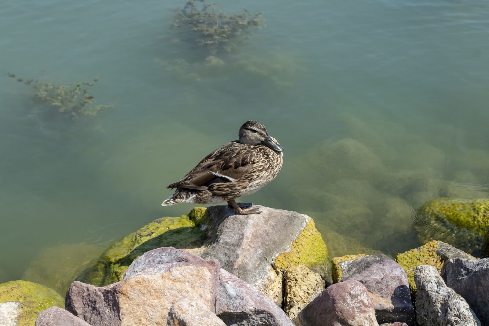 Canon EOS 1300D (EOS Rebel T6 / EOS Kiss X80) sample photo. Duck, wild ducks, female photography