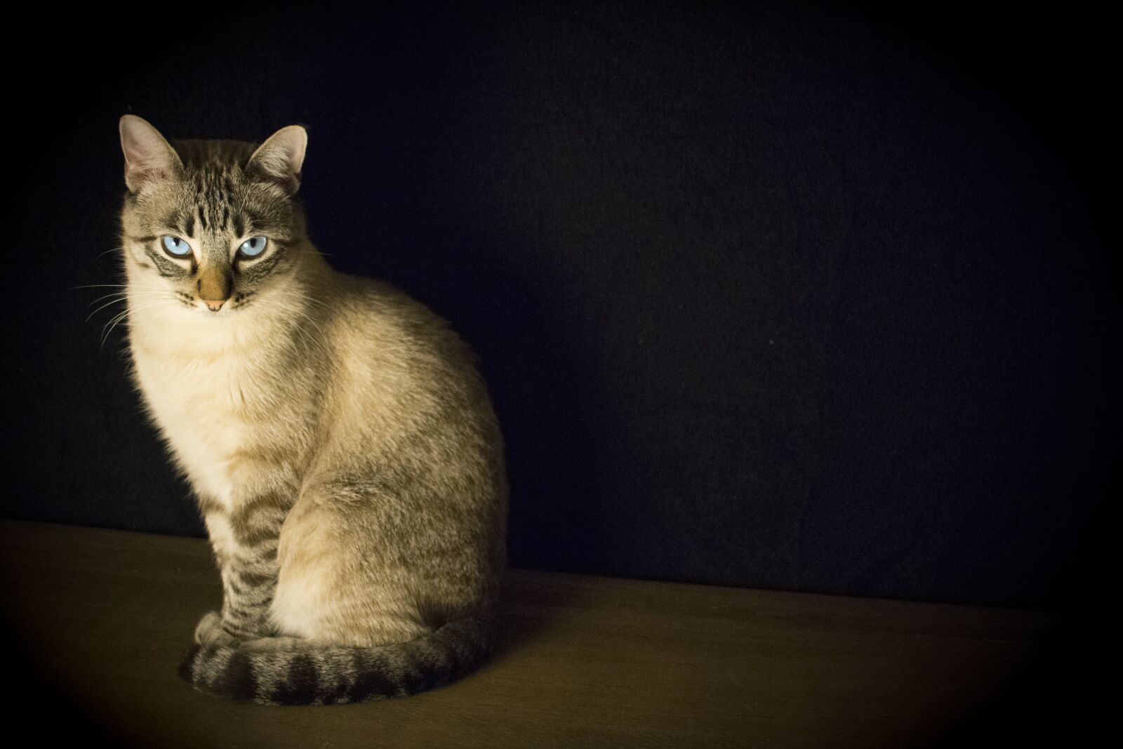 Nikon D5300 sample photo. Cat, pet, look photography