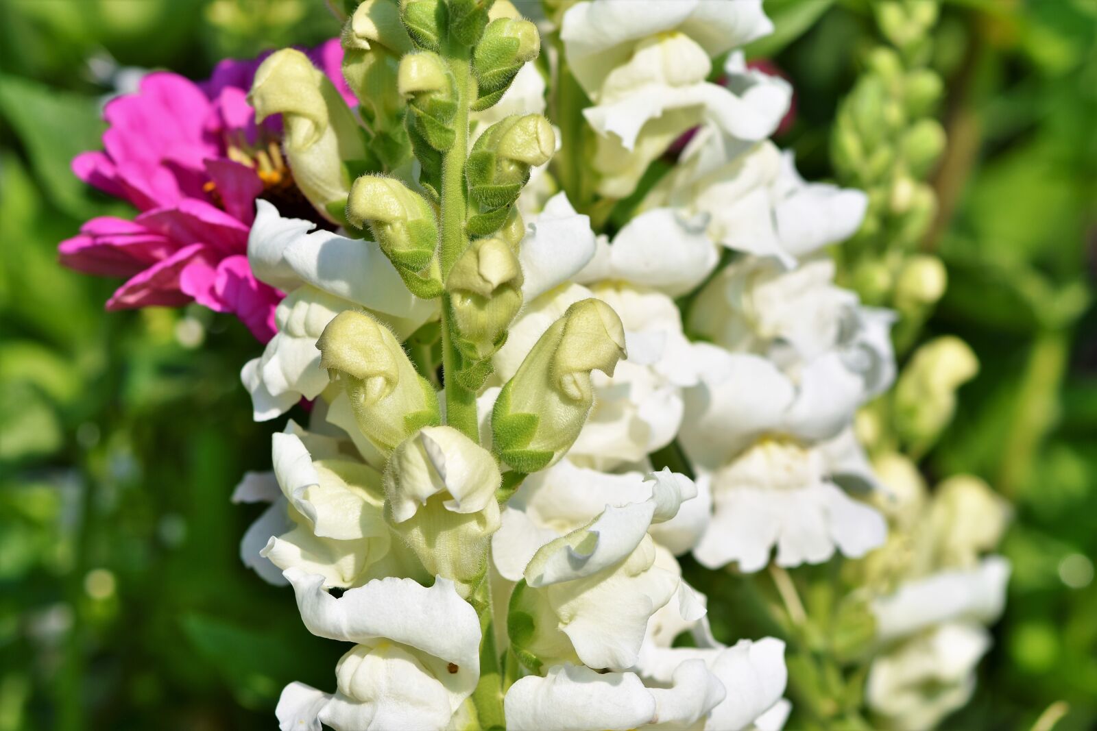 Nikon D7200 sample photo. Loewenmaeulchen, snapdragon, flower photography