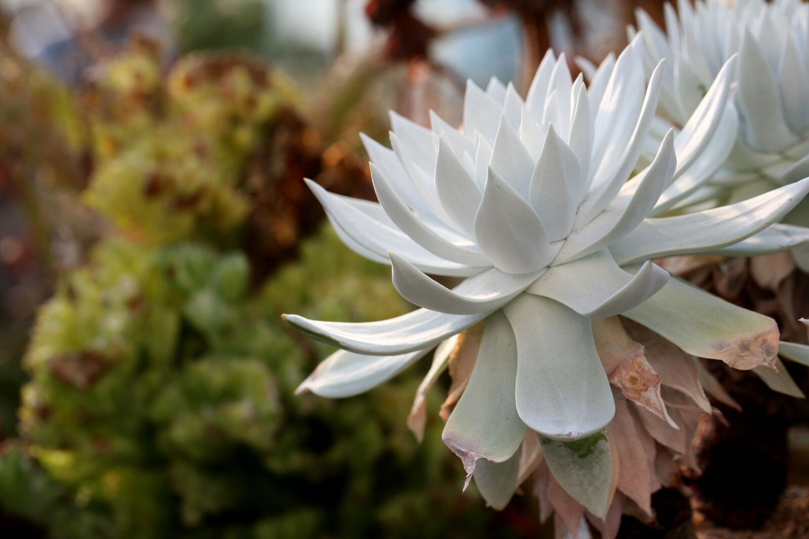Canon EOS 5D sample photo. A fleshy plant, fleshy photography