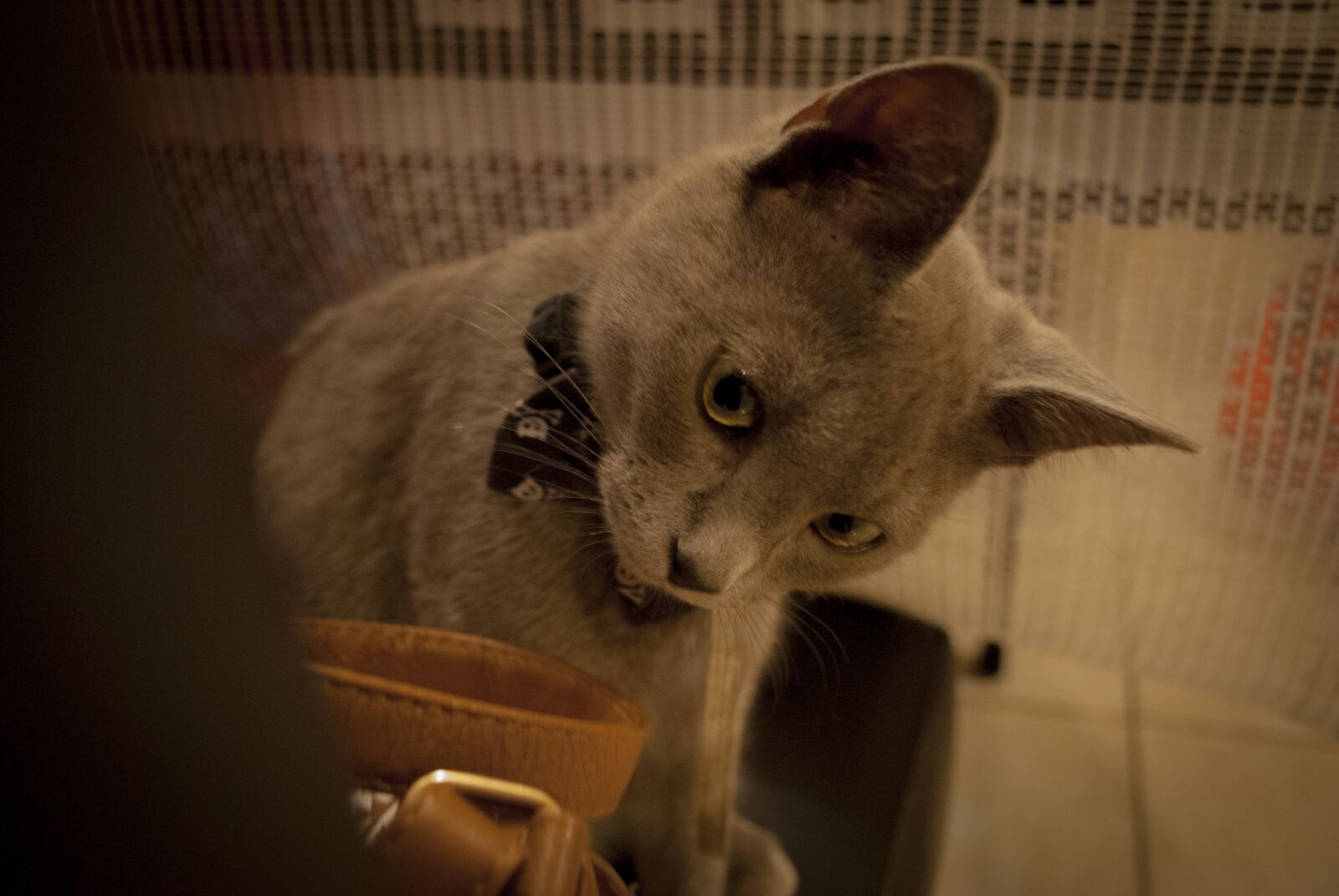 Nikon D3000 sample photo. Mammalia, animalia, cat photography