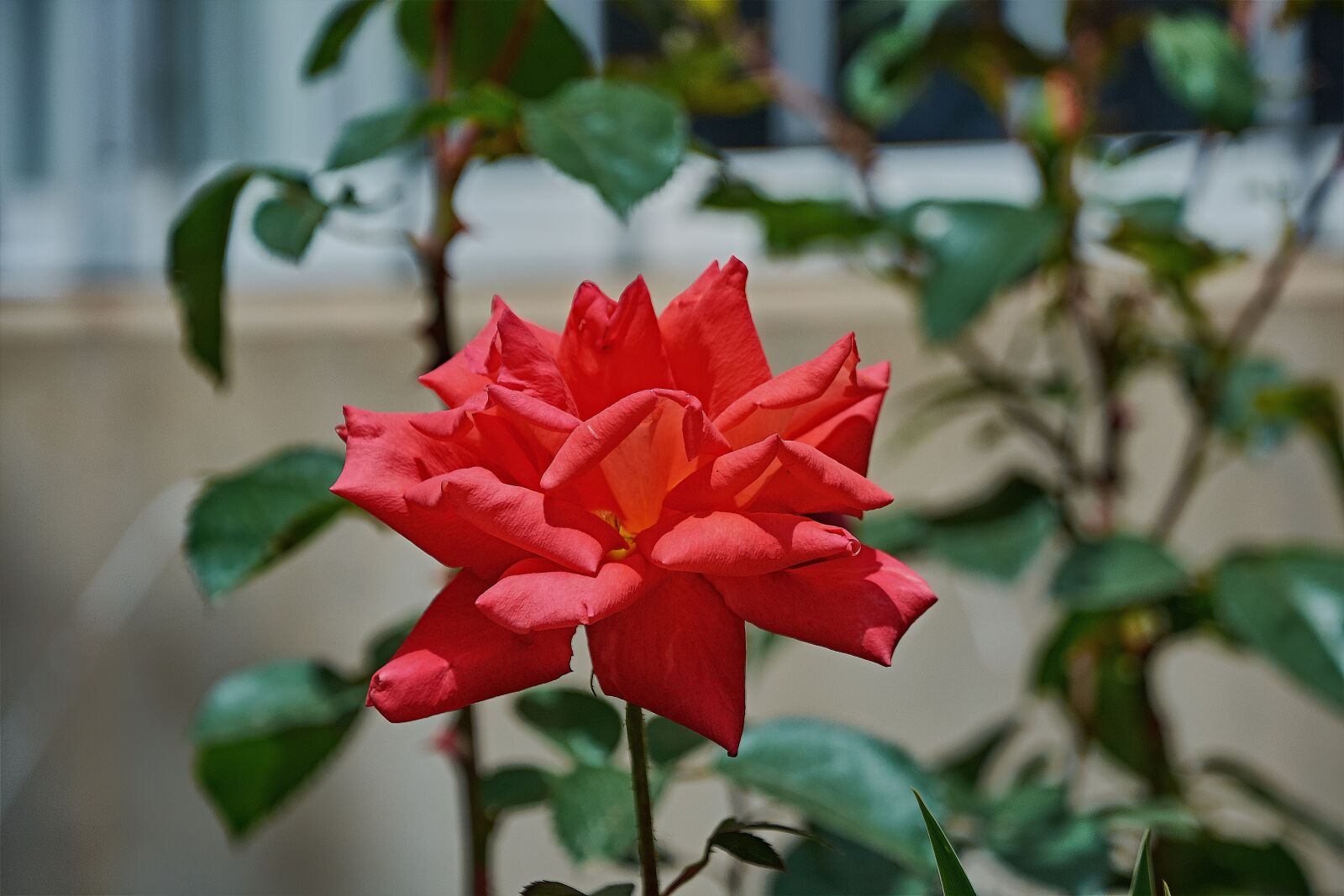 Nikon D7200 sample photo. Rosa, garden, flower photography