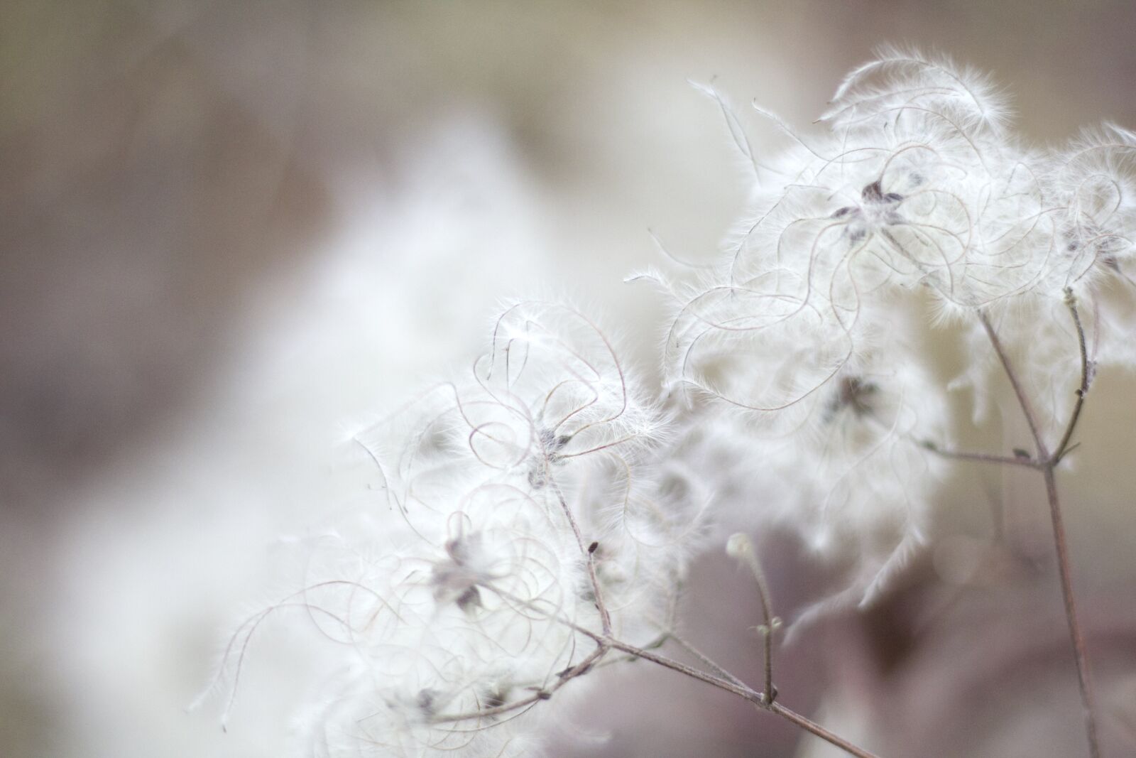 Canon EOS 70D + Canon EF 50mm F1.8 STM sample photo. Close, up, macro, macro photography