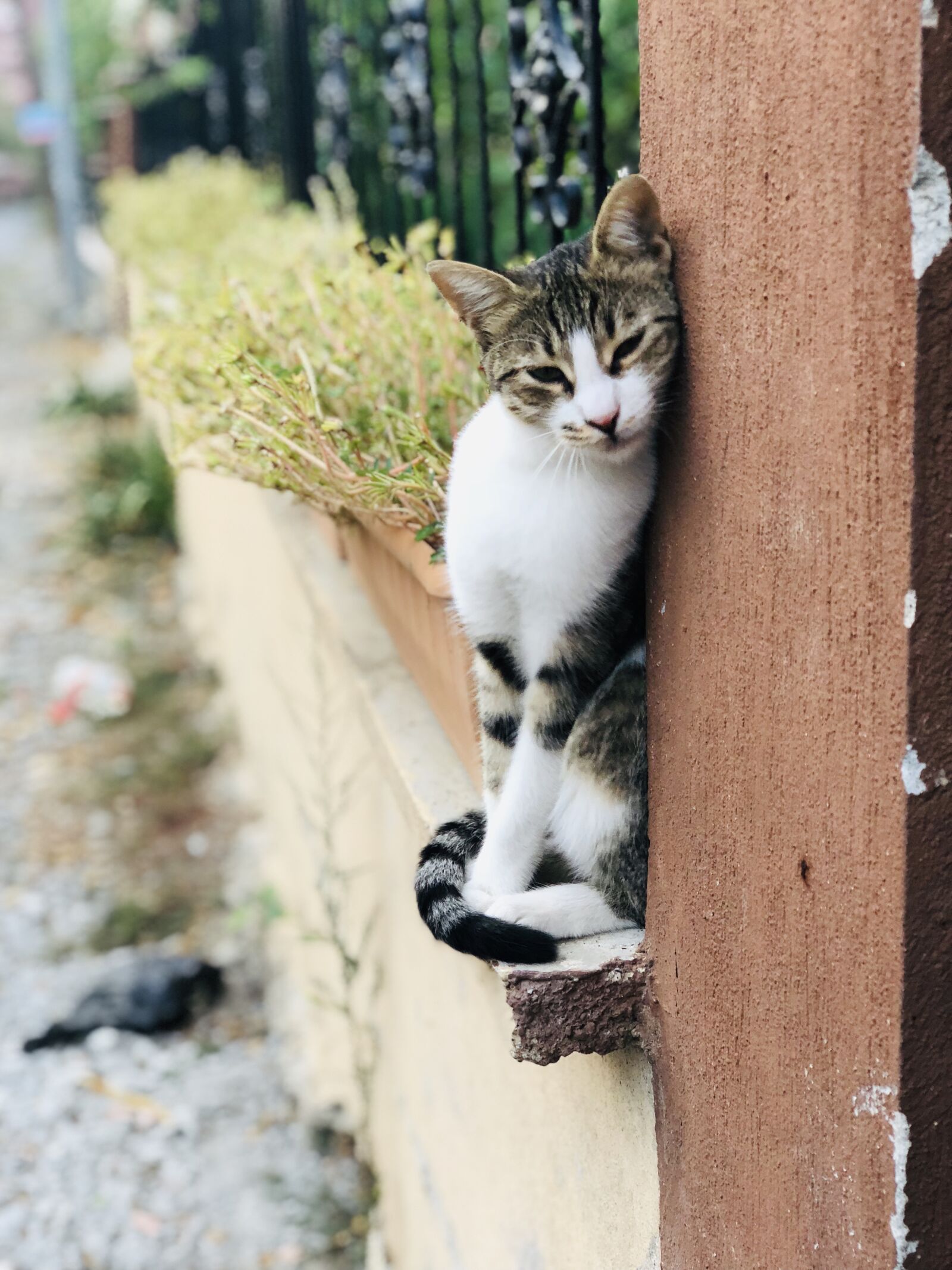 iPhone X back dual camera 6mm f/2.4 sample photo. Cat, animal, portrait photography