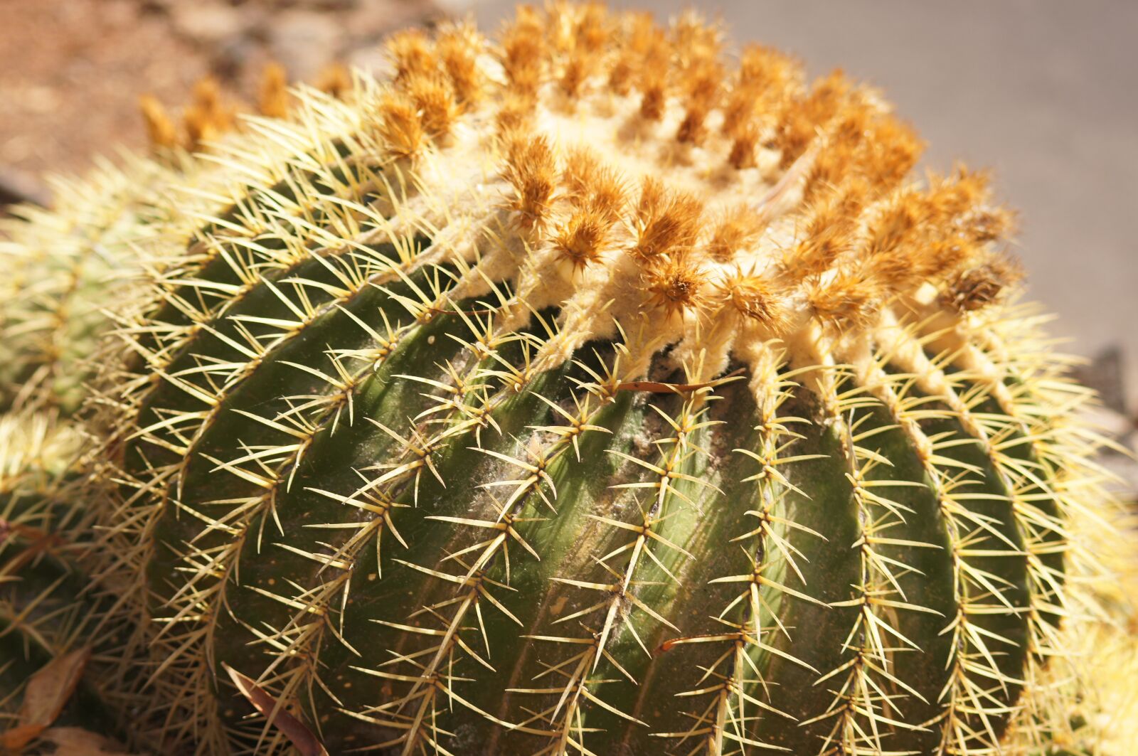 Sony SLT-A55 (SLT-A55V) sample photo. Cactus, flower, plant photography