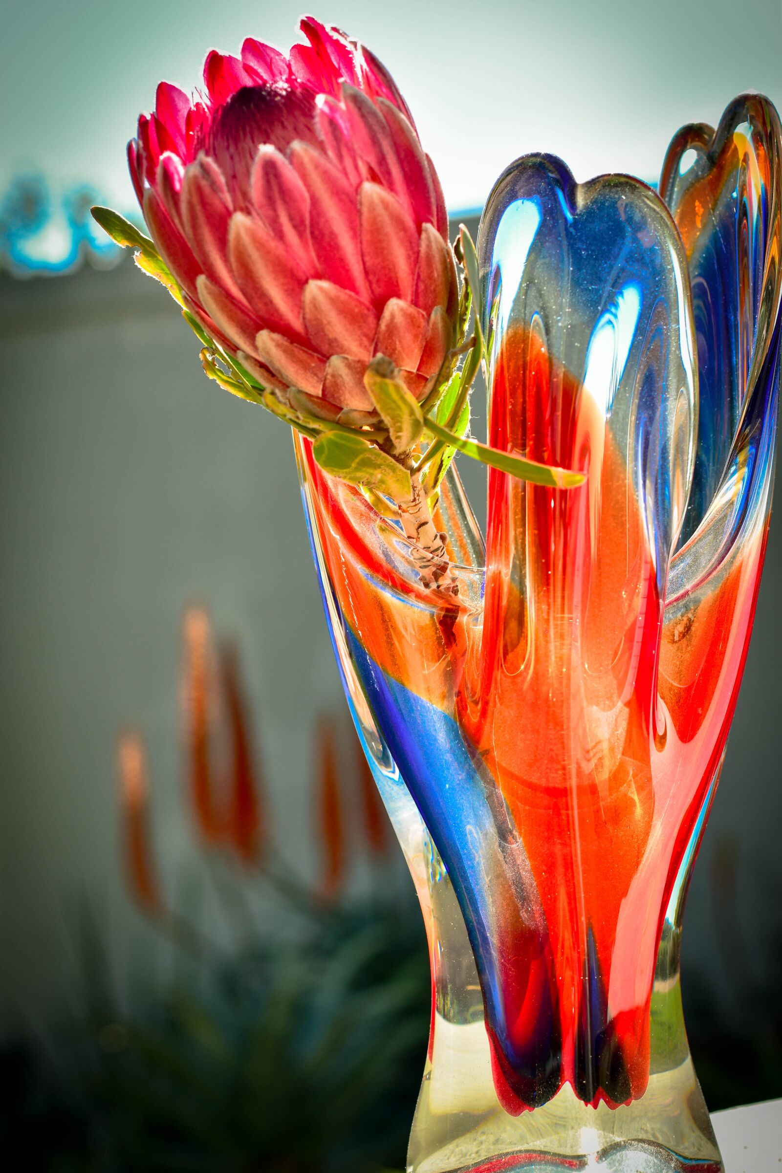 Nikon D5500 sample photo. Protea, flower, pink photography