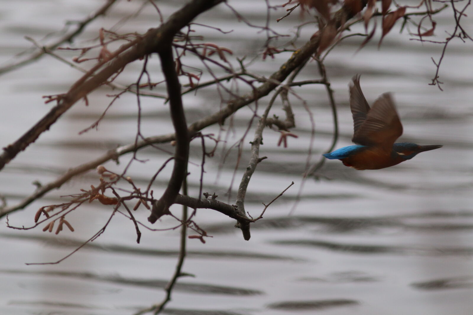 Canon EOS M50 Mark II (EOS Kiss M2) sample photo. Kingfisher photography