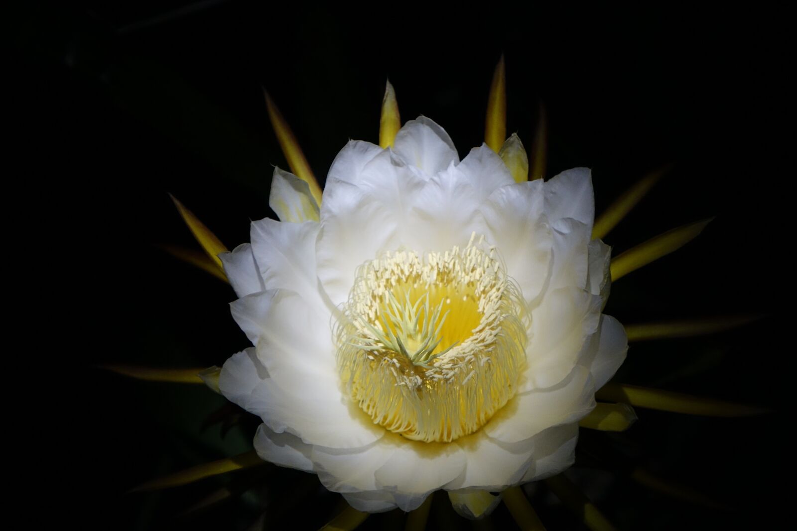 Sony Cyber-shot DSC-RX10 sample photo. Flower, pitaya flower, white photography
