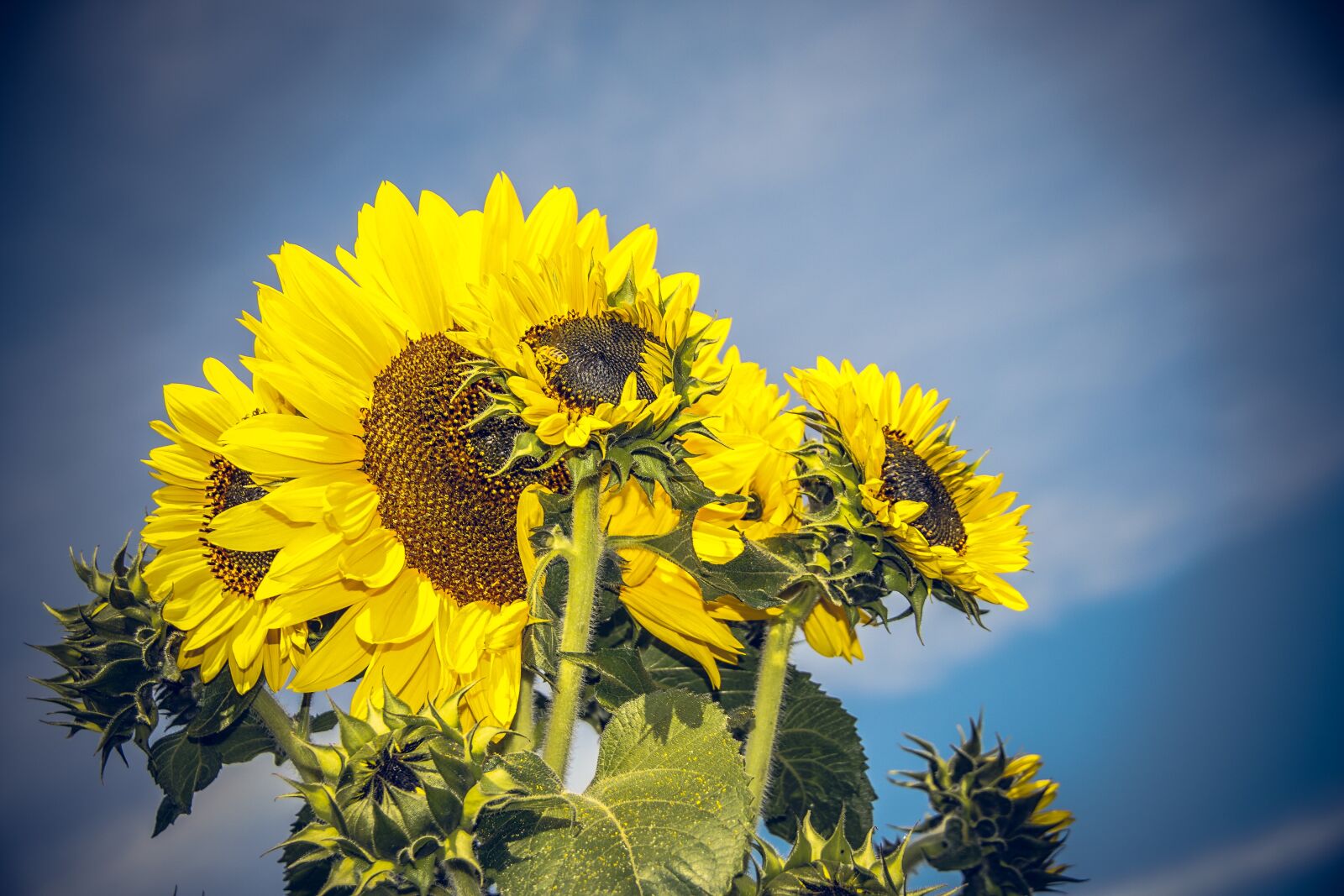 Sony ILCA-77M2 sample photo. Sunflower, blossom, bloom photography