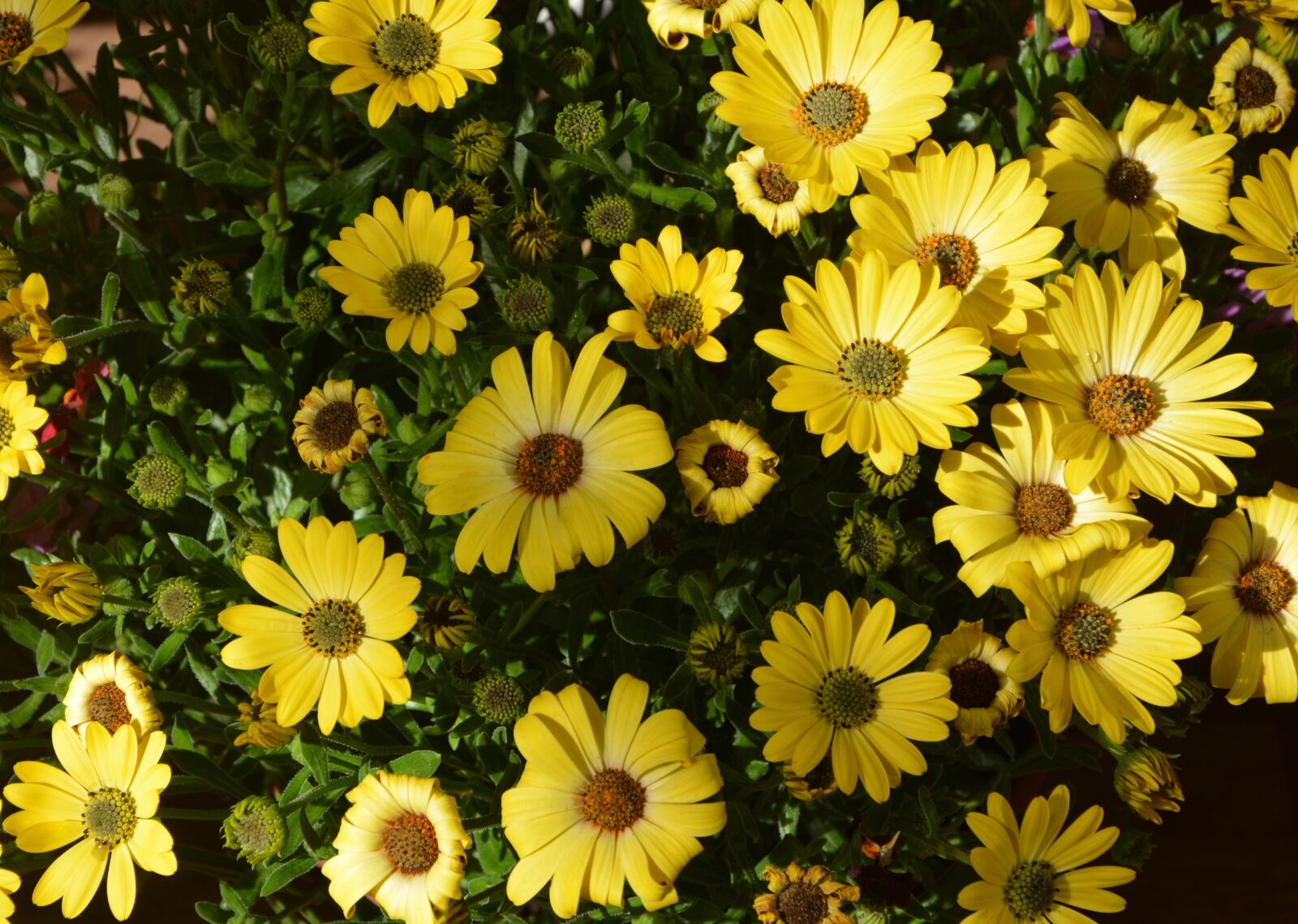 Nikon D5200 sample photo. Flower, flowers yellow osteospernum photography