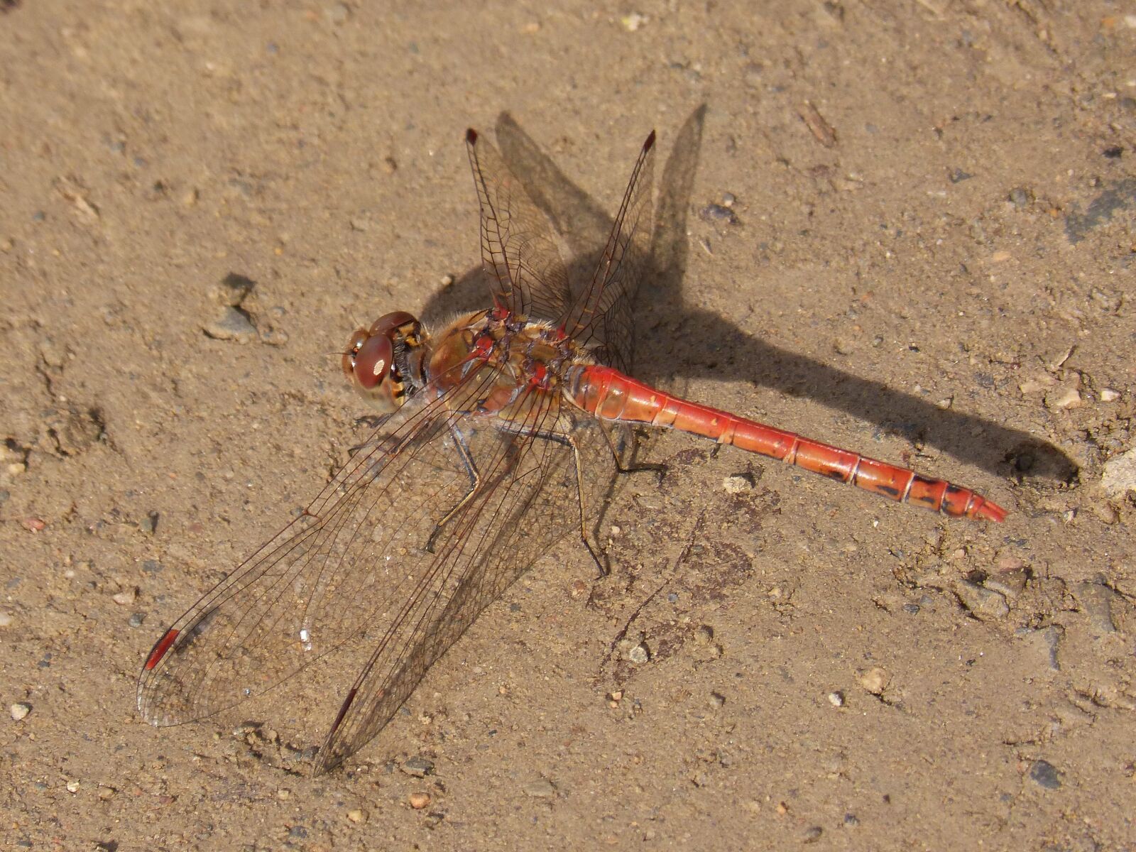 Panasonic DMC-FZ62 sample photo. Dragonfly, sympetrum striolatum, branch photography
