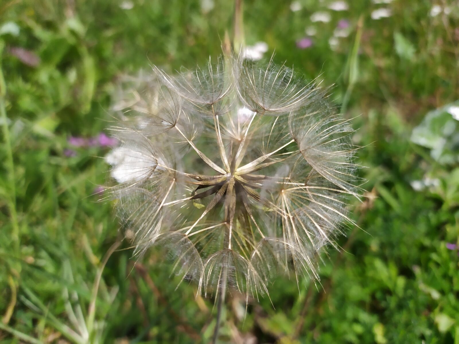 Xiaomi Redmi Note 7 sample photo. Dandelion, flower, spring photography