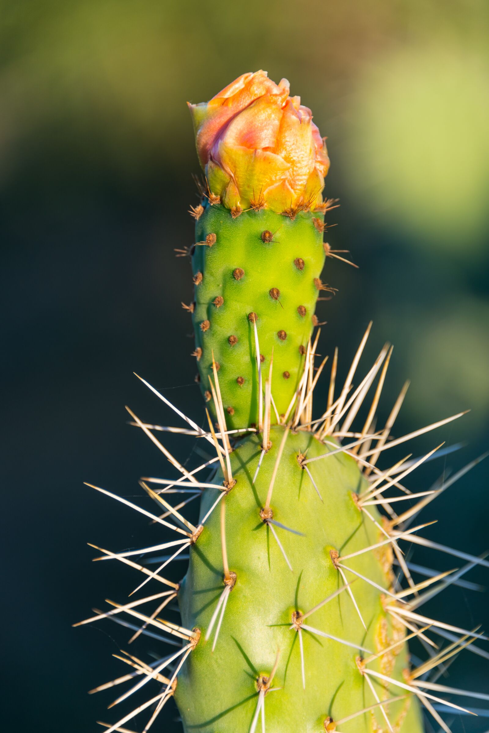 Nikon D800 sample photo. Cactus, prickly pear, flower photography