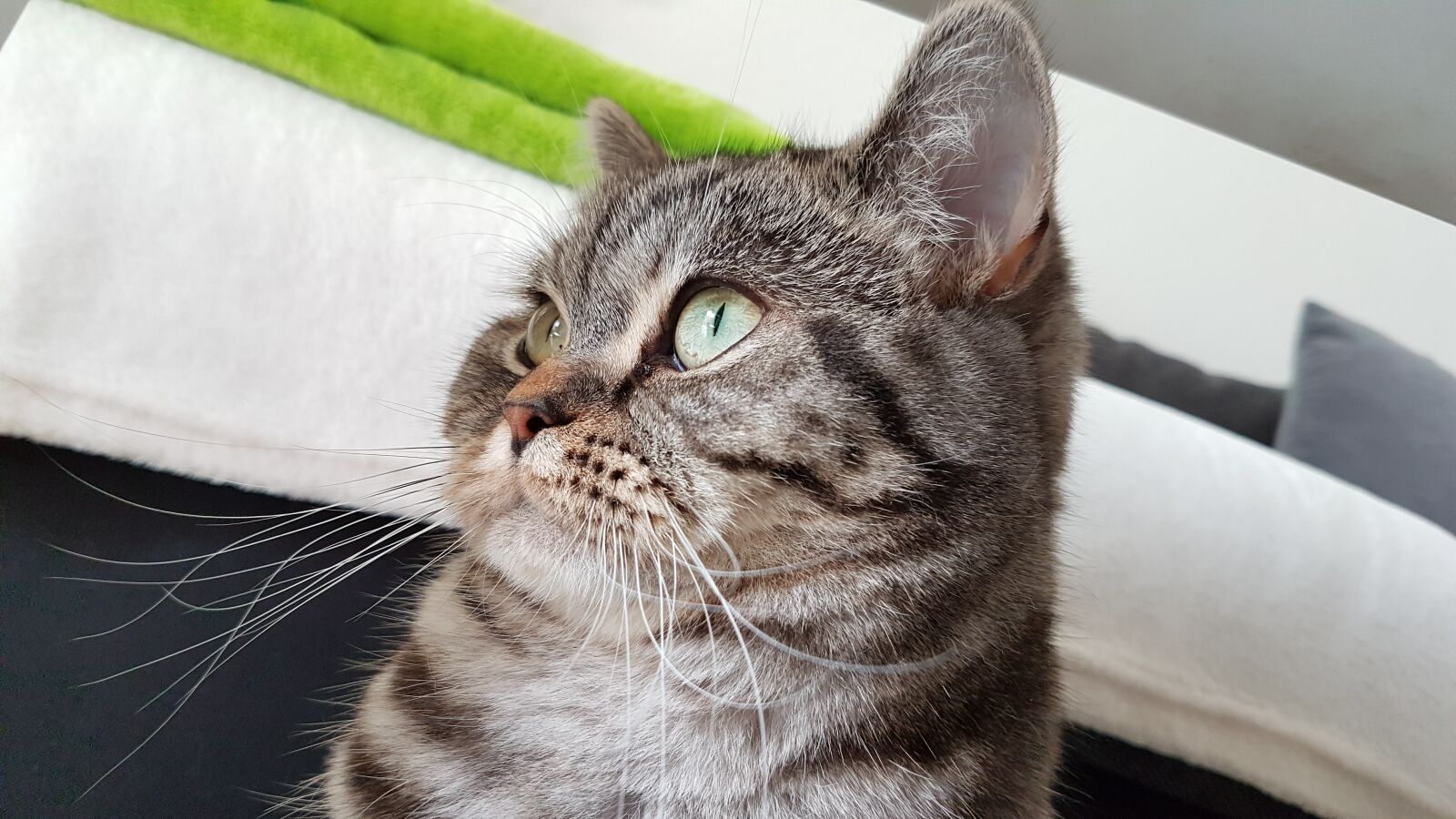 Samsung Galaxy S7 Edge sample photo. Cat, color, colorful photography