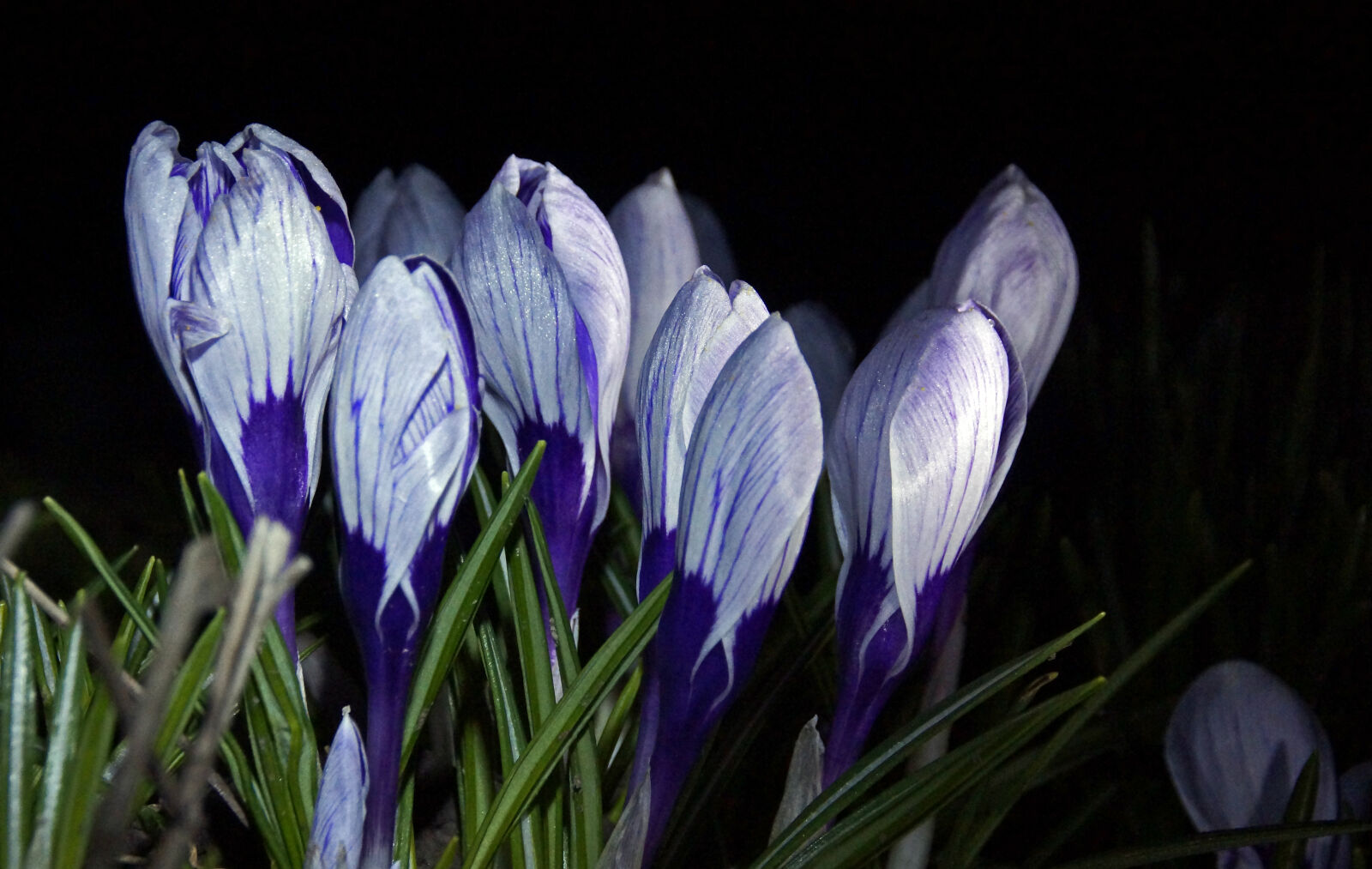 Sony DT 18-200mm F3.5-6.3 sample photo. Crocuses, flashlight, flowers, night photography