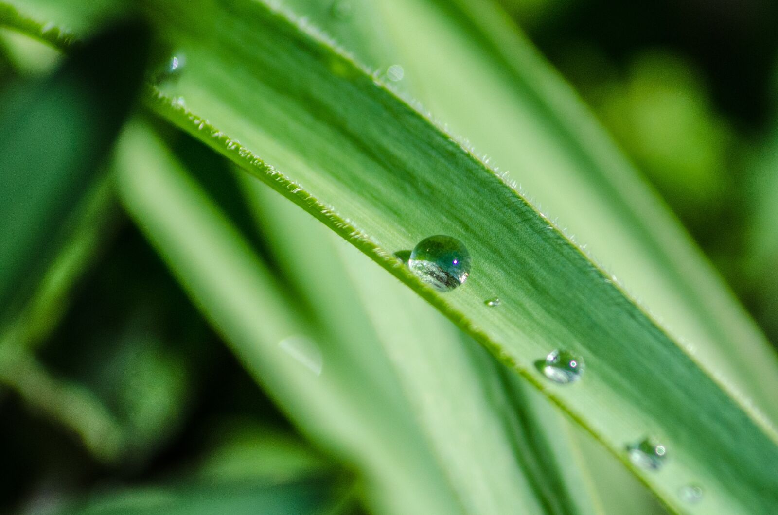 Nikon D7000 sample photo. Leaf, drop, water photography