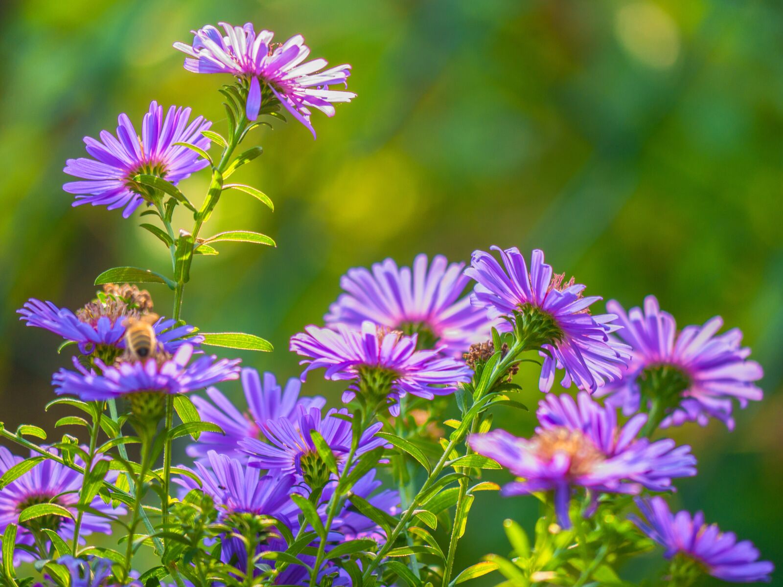 LUMIX G VARIO 100-300/F4.0-5.6II sample photo. Flowers, backlighting, garden photography