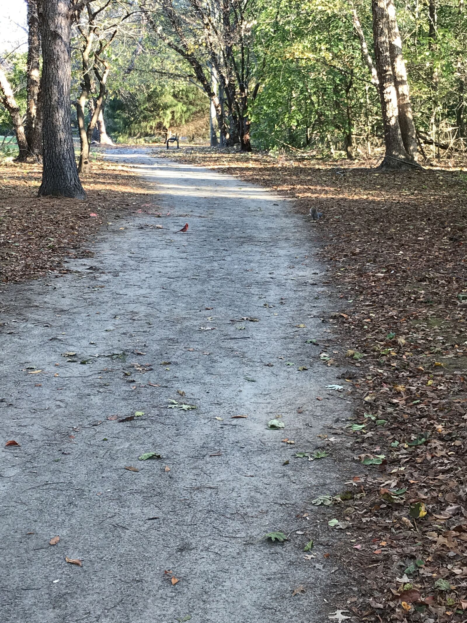 Apple iPhone 7 Plus sample photo. Path, trees, fa photography