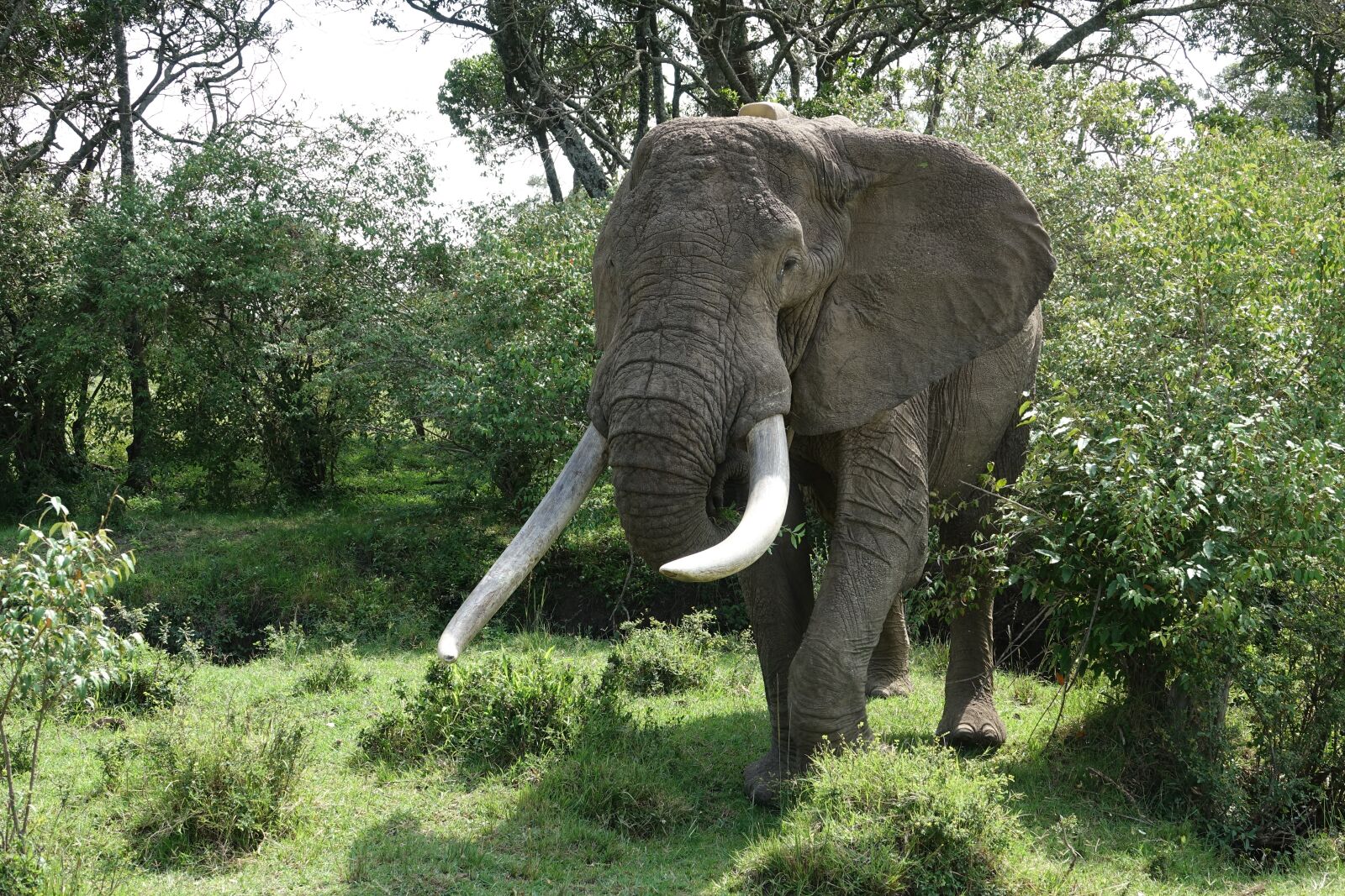 Sony Cyber-shot DSC-RX10 III sample photo. Nature, elephant, wildlife photography