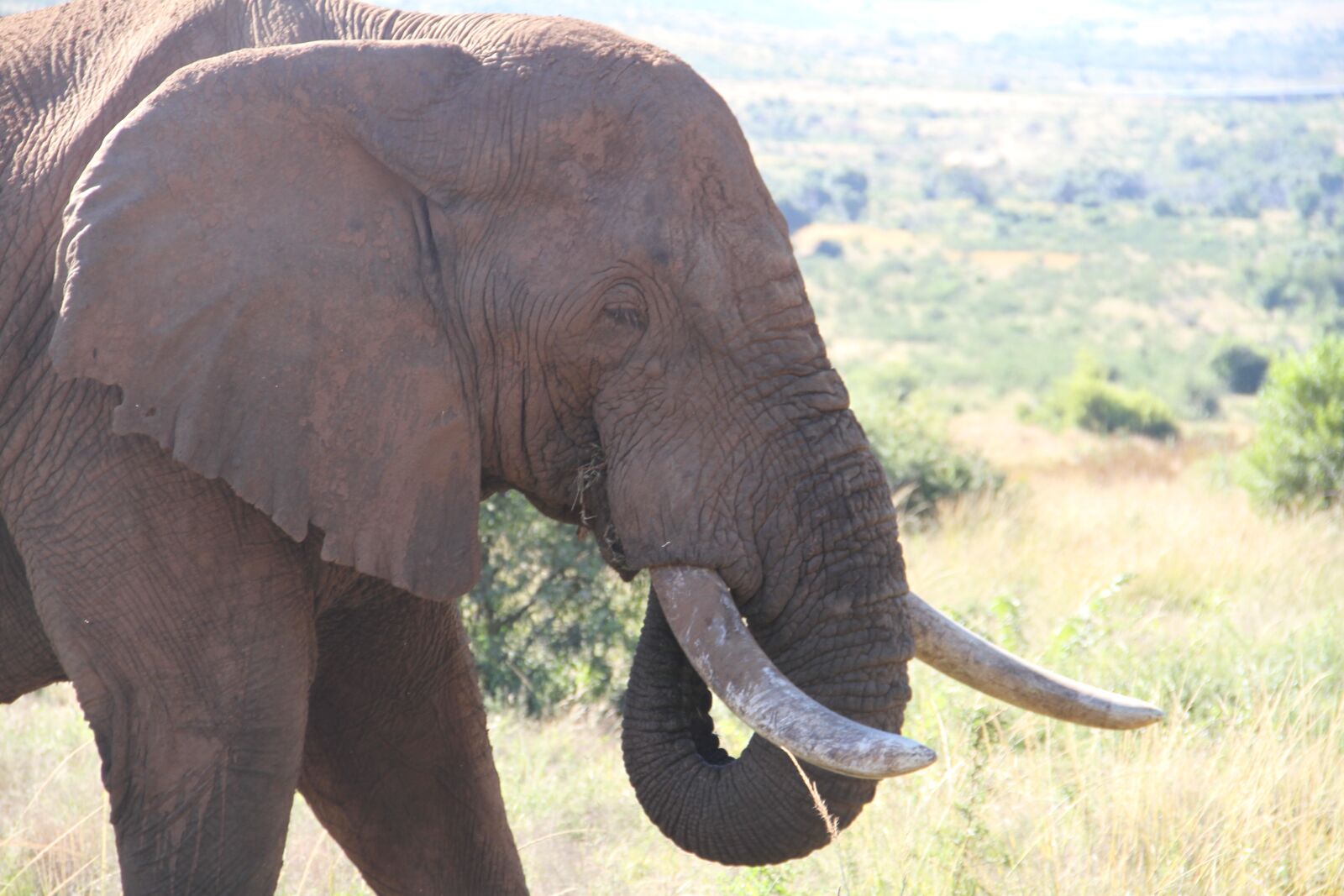 Canon EOS 7D sample photo. Nature, wildlife, ivory photography