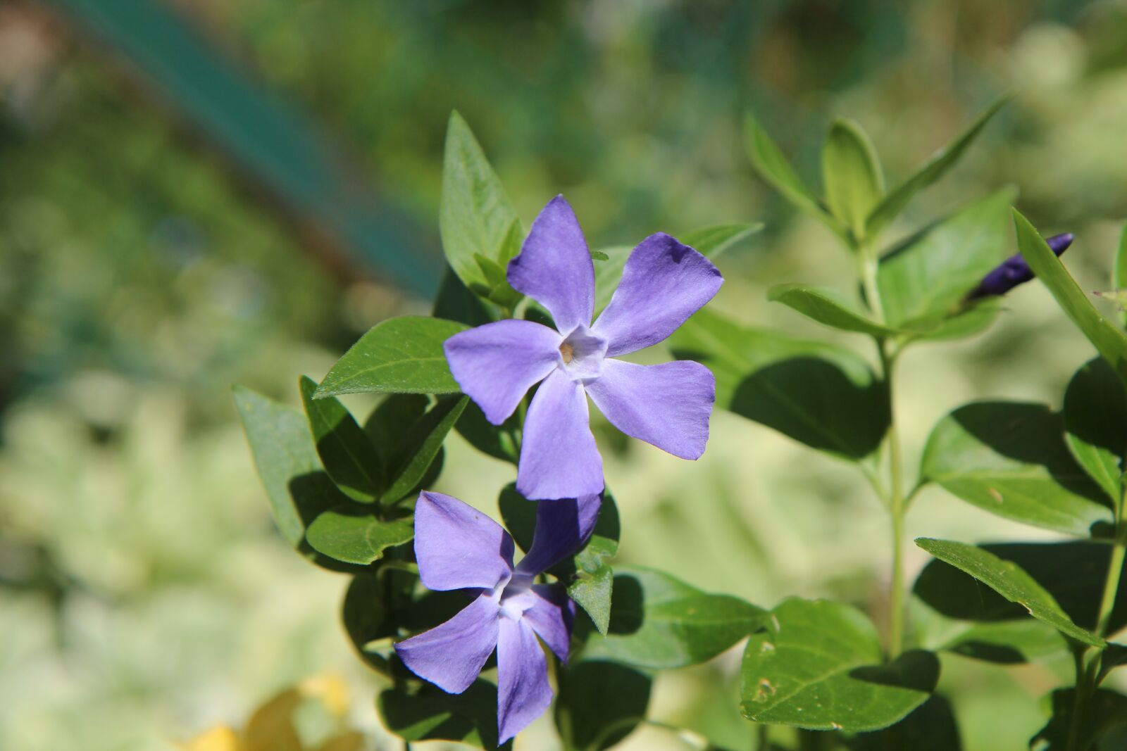 Canon EOS 600D (Rebel EOS T3i / EOS Kiss X5) sample photo. Perennial flowers, perennial, violet photography