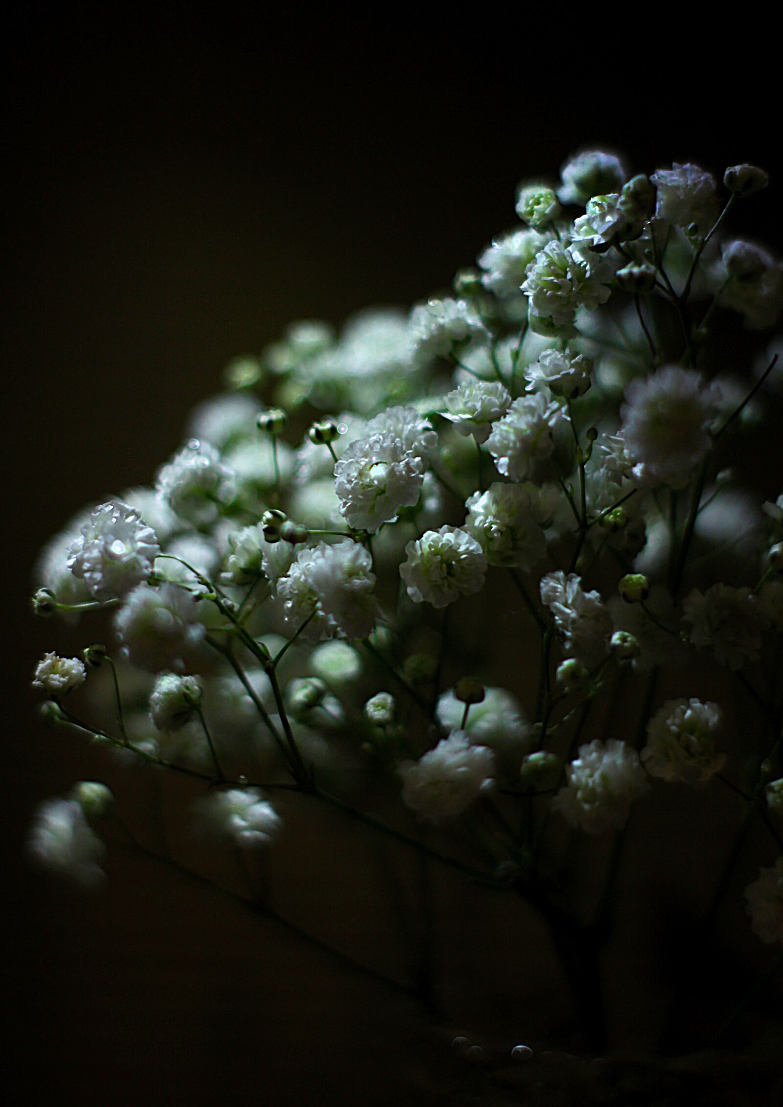 Canon EOS 1200D (EOS Rebel T5 / EOS Kiss X70 / EOS Hi) sample photo. Flowers, bouquet, light photography