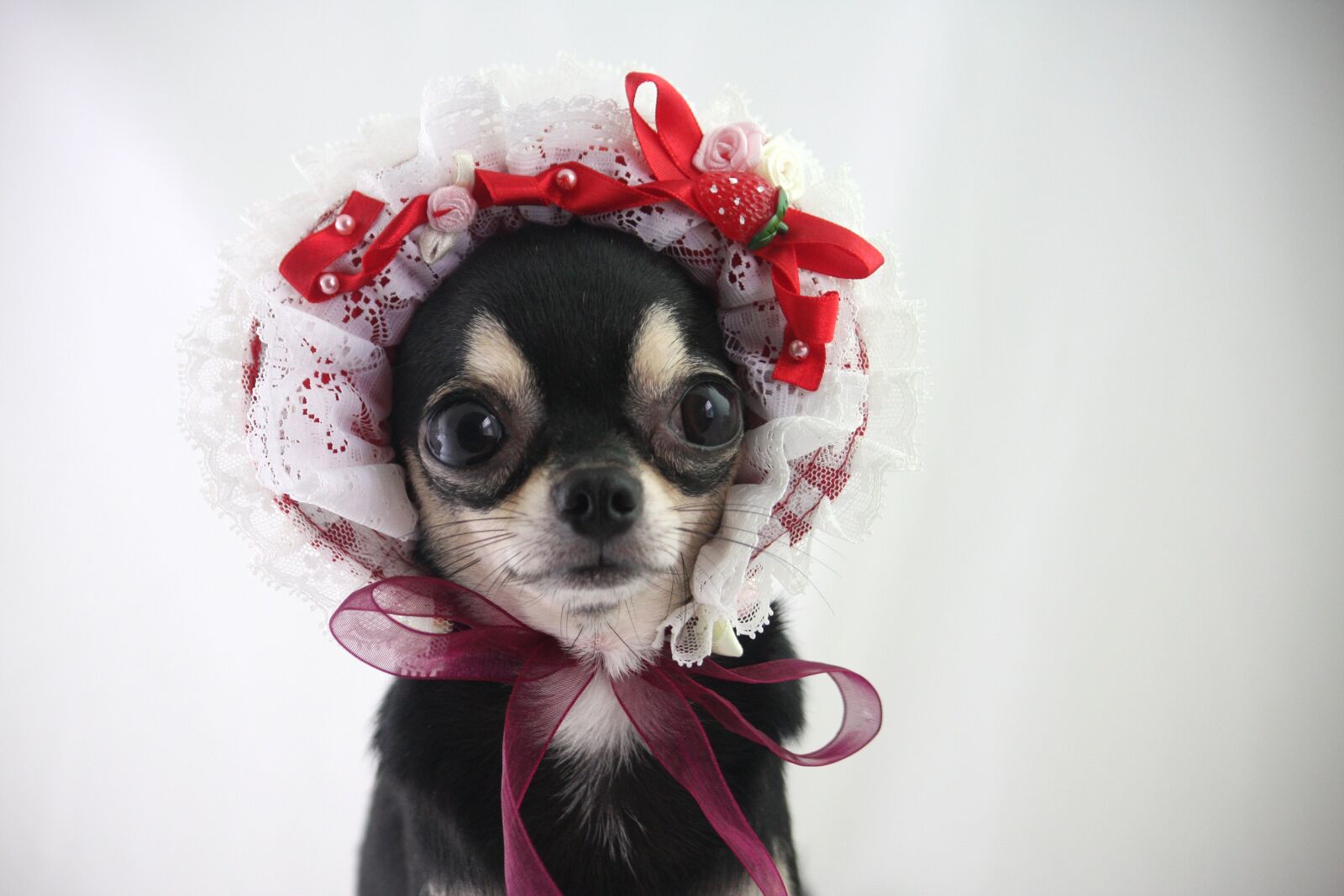 Canon EOS 40D sample photo. Dog, chihuahua, small dogs photography