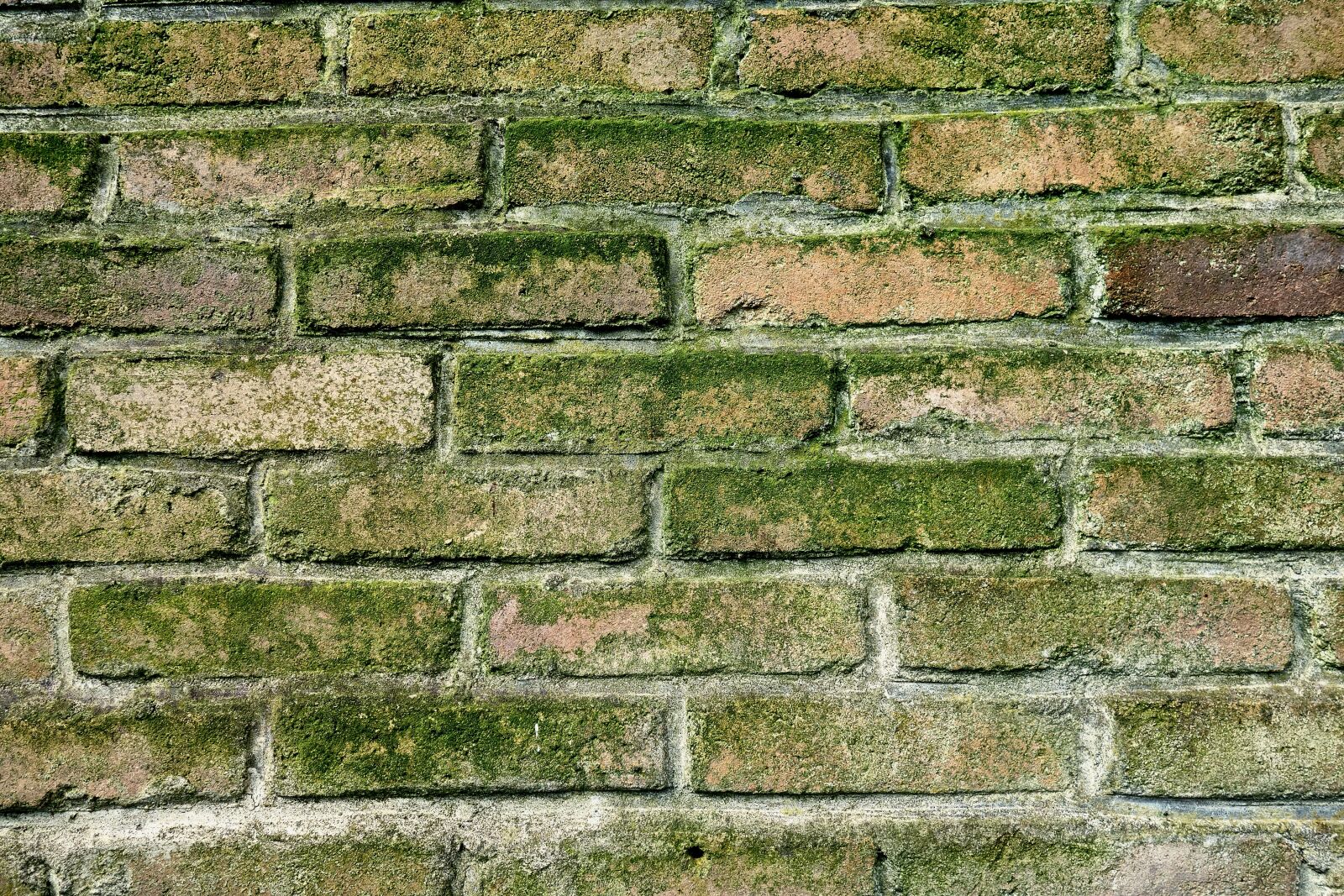 Sony Cyber-shot DSC-RX100 sample photo. Wall, brick wall, moldy photography