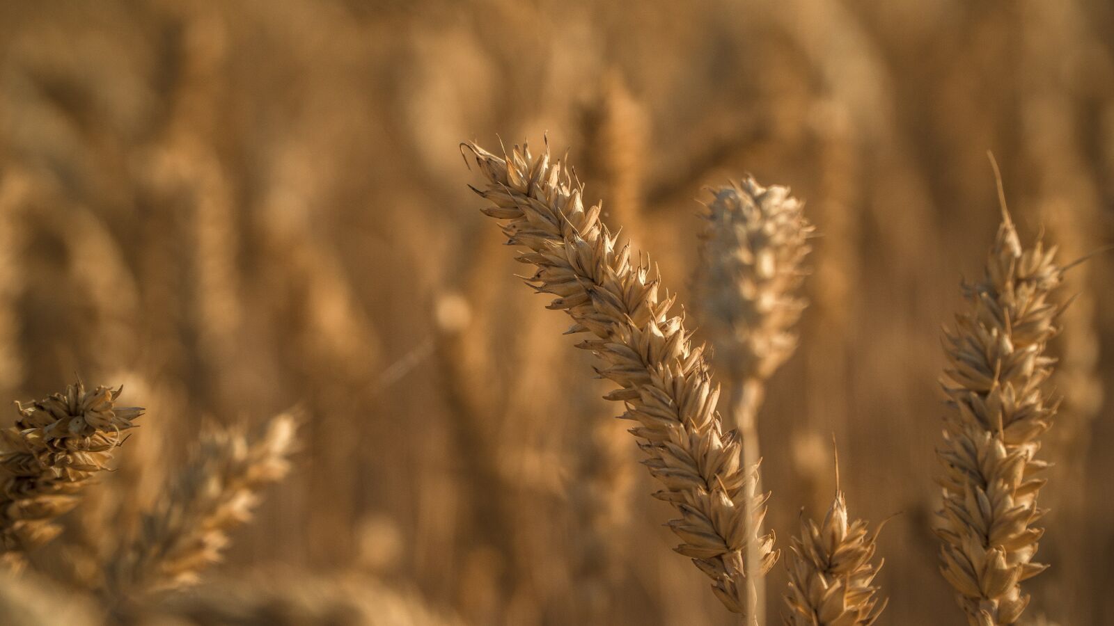 Sony E PZ 18-105mm F4 G OSS sample photo. Spikes, wheat, agriculture photography