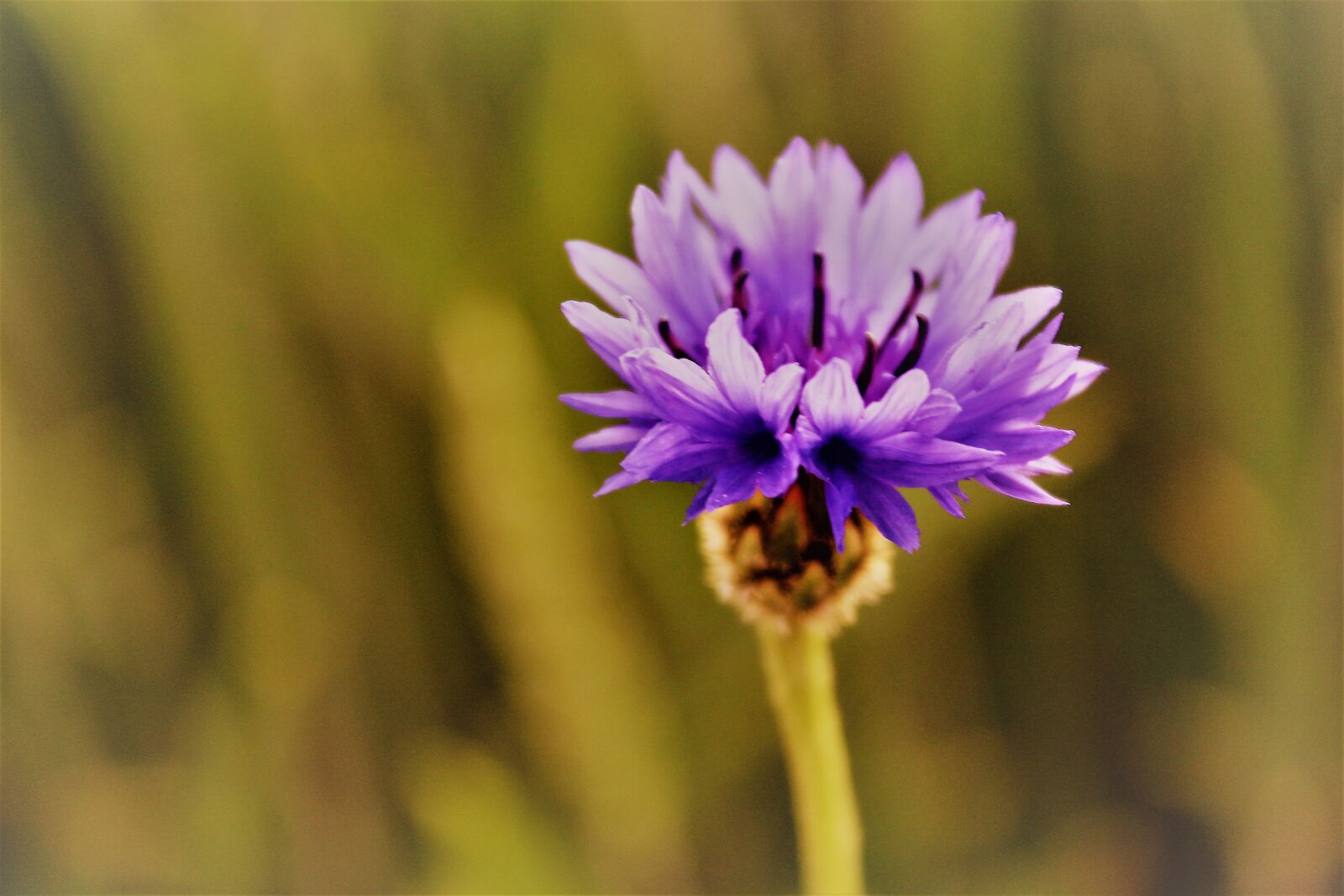 Canon EOS 1200D (EOS Rebel T5 / EOS Kiss X70 / EOS Hi) sample photo. Cornflower, blue, close up photography